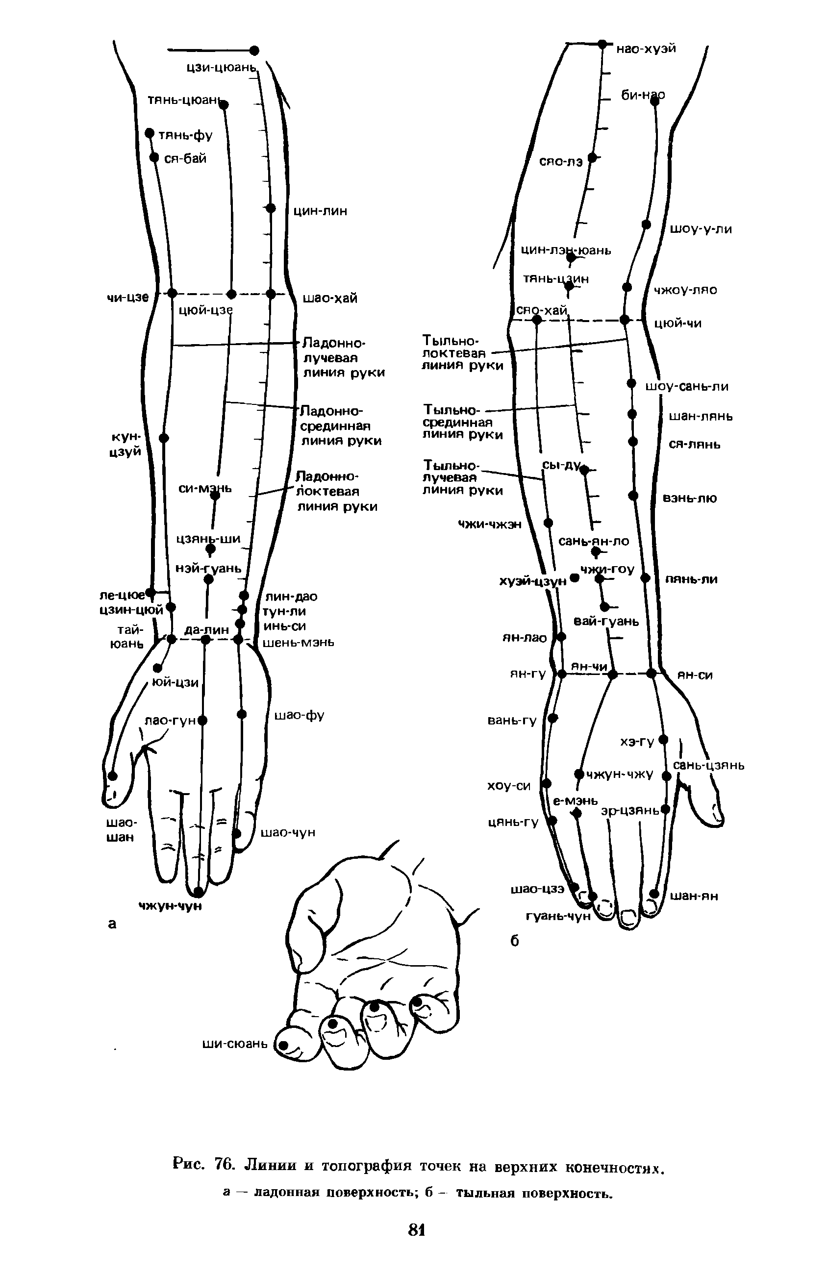 Рис. 76. Линии и топография точек на верхних конечностях, а — ладонная поверхность б — тыльная поверхность.