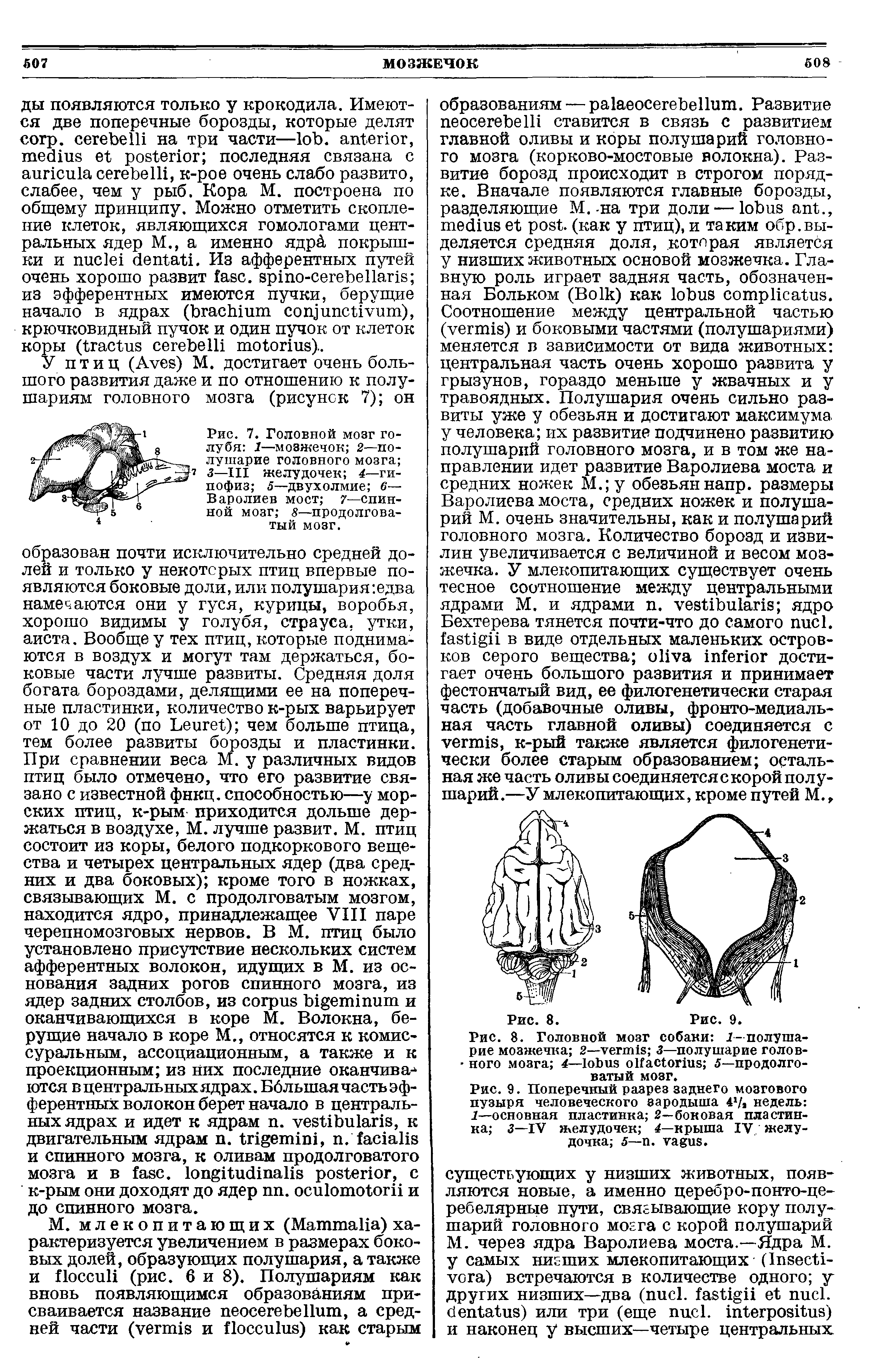 Рис. 8. Головной мозг собаки 1- полушарие мозжечка 2— 3—полушарие голов- ного мозга 4— 5—продолговатый мозг.