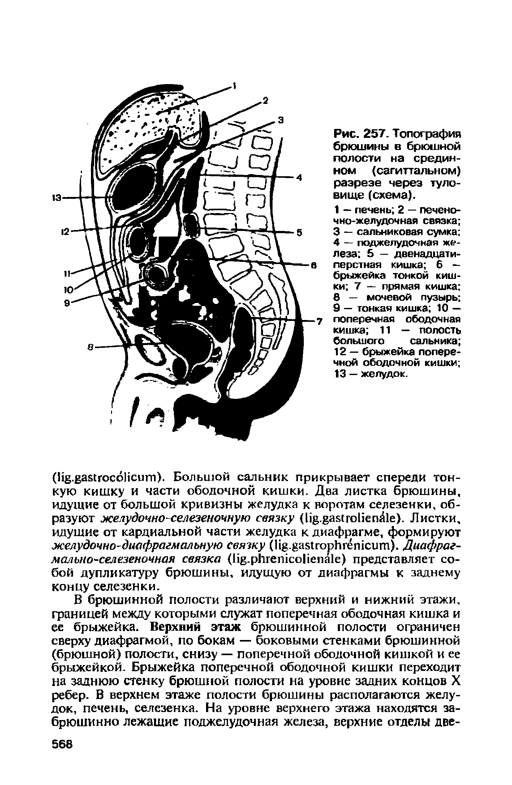 Рис. 257. Топография брюшины в брюшной полости на срединном (сагиттальном) разрезе через туловище (схема).