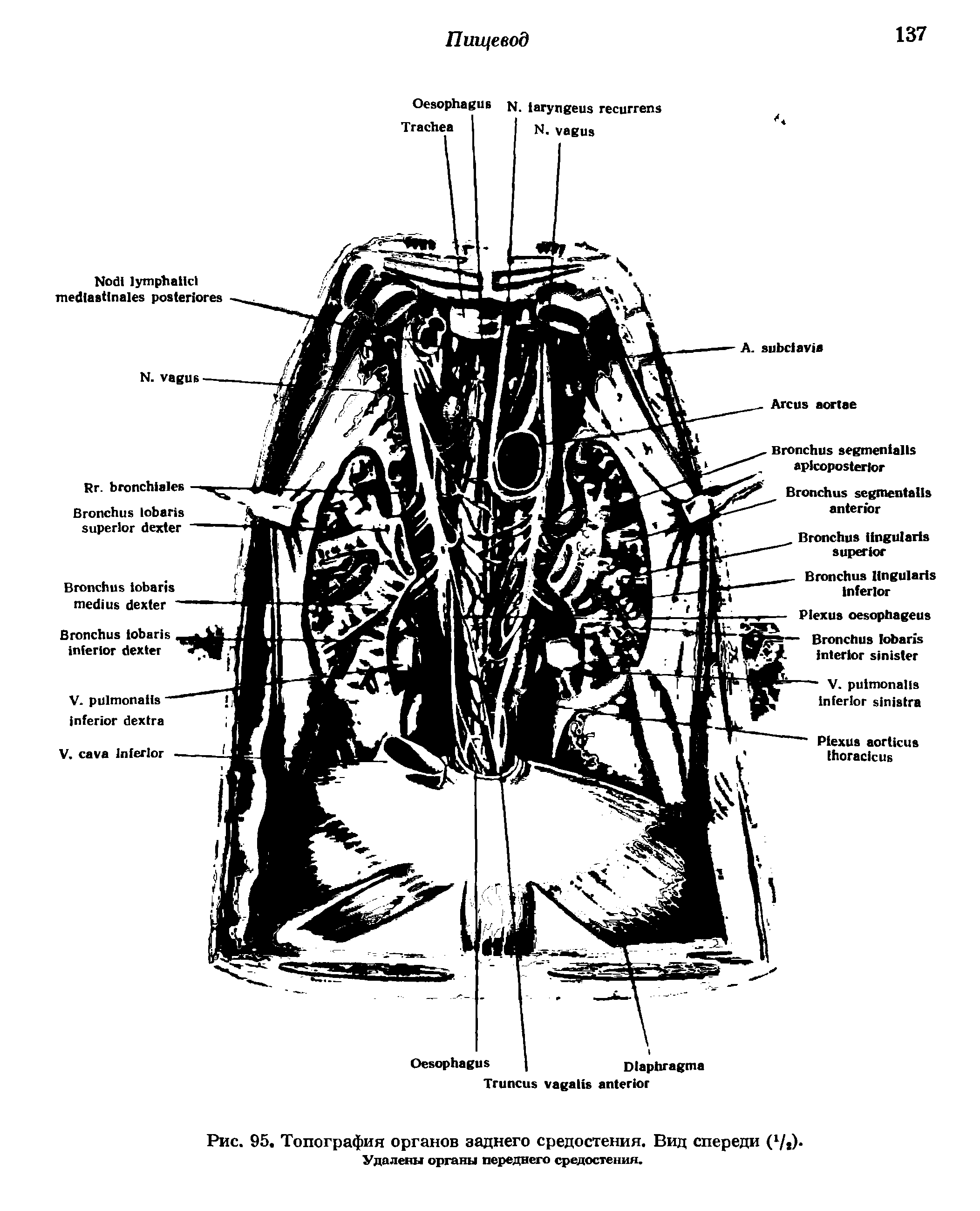 Рис. 95. Топография органов заднего средостения. Вид спереди (1/,). Удалены органы переднего средостения.