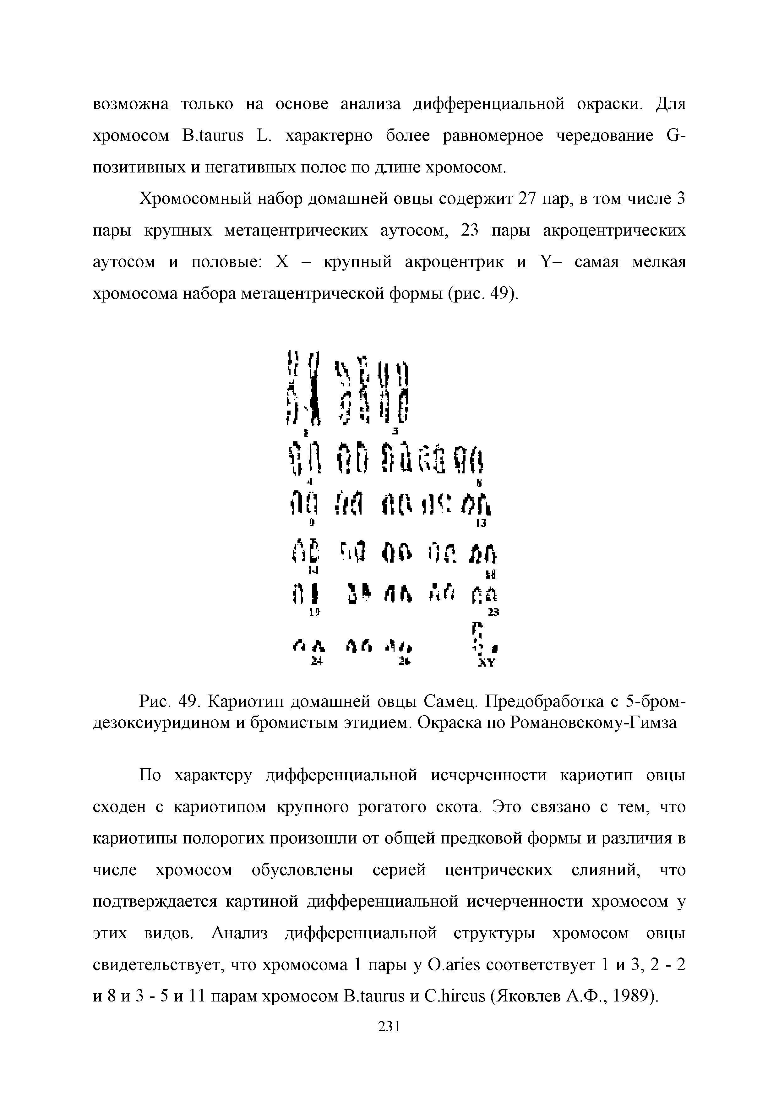 Рис. 49. Кариотип домашней овцы Самец. Предобработка с 5-бром-дезоксиуридином и бромистым этидием. Окраска по Романовскому-Гимза...