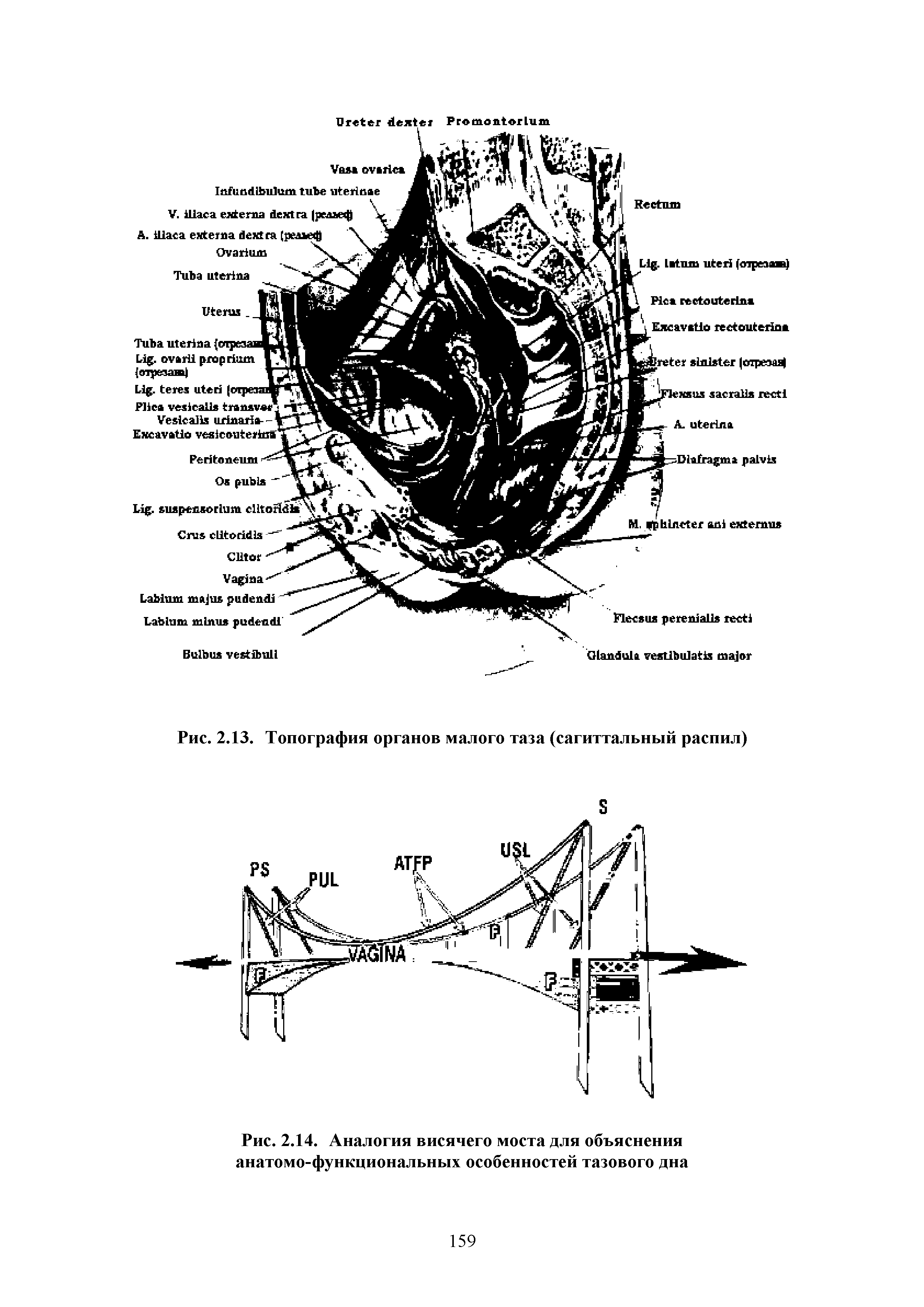 Рис. 2.13. Топография органов малого таза (сагиттальный распил)...