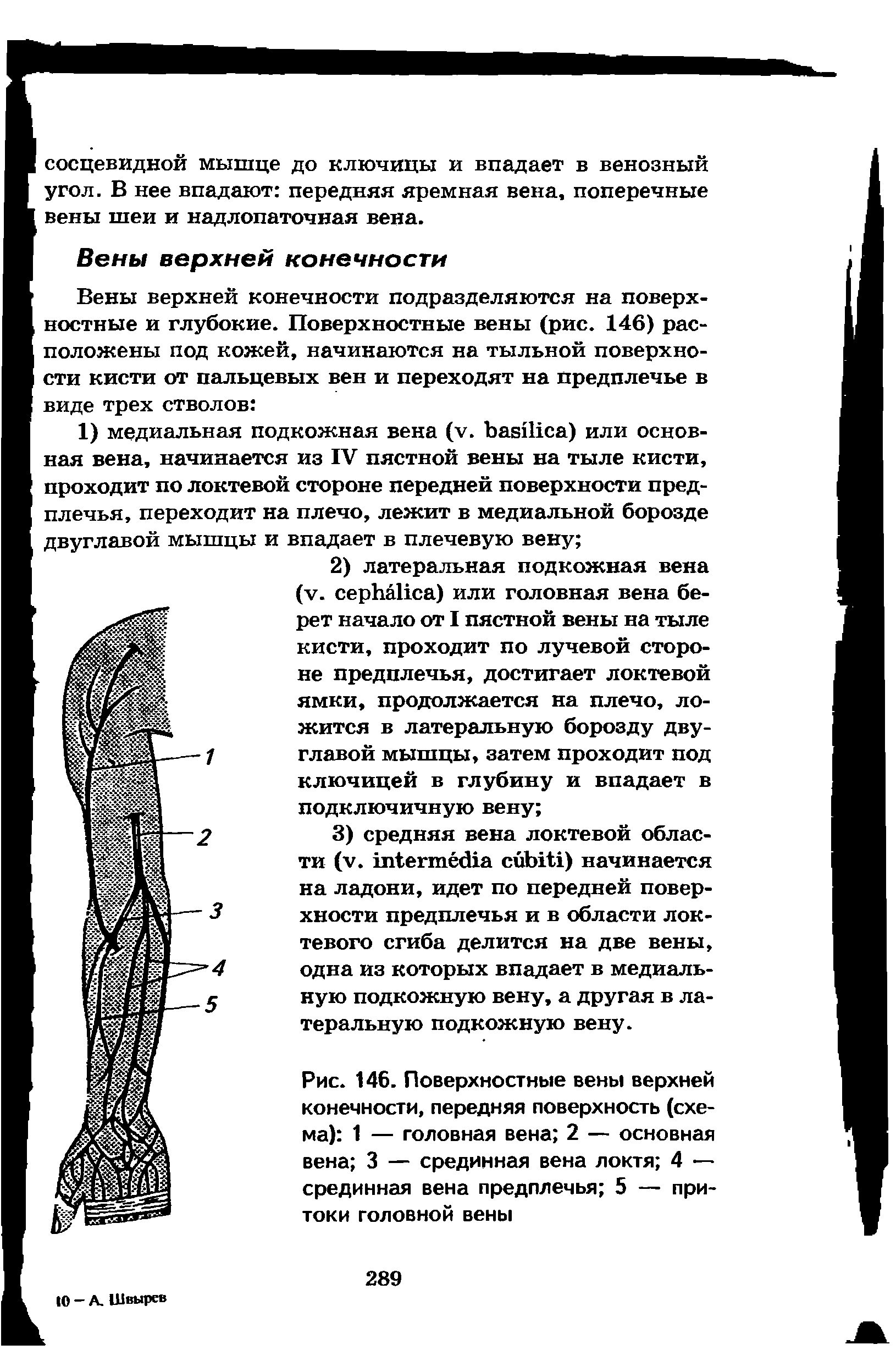 Рис. 146. Поверхностные вены верхней конечности, передняя поверхность (схема) 1 — головная вена 2 — основная вена 3 — срединная вена локтя 4 — срединная вена предплечья 5 — притоки головной вены...