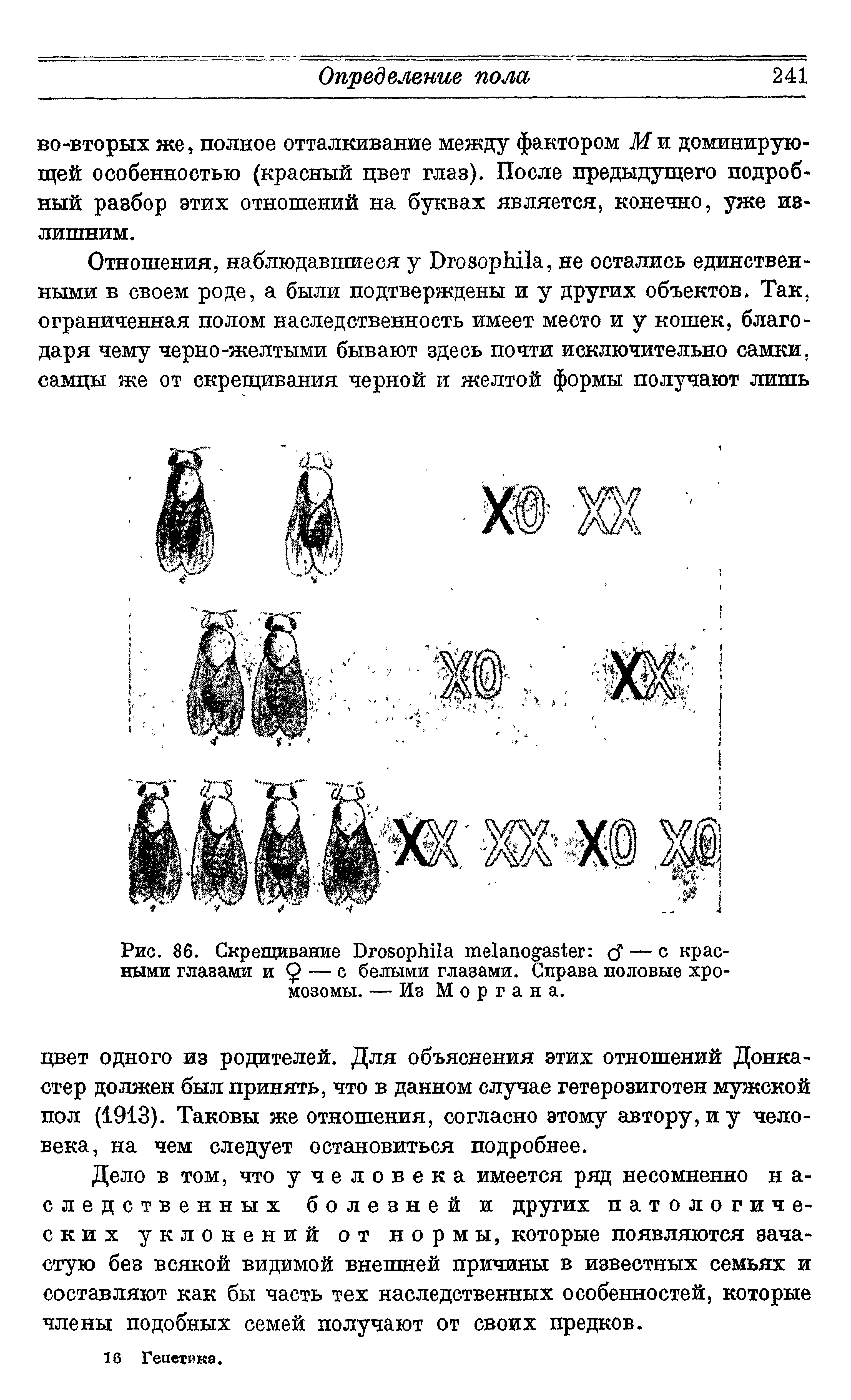 Рис. 86. Скрещивание D сГ— с красными глазами и — с белыми глазами. Справа половые хро-мозомы. — Из Моргана.