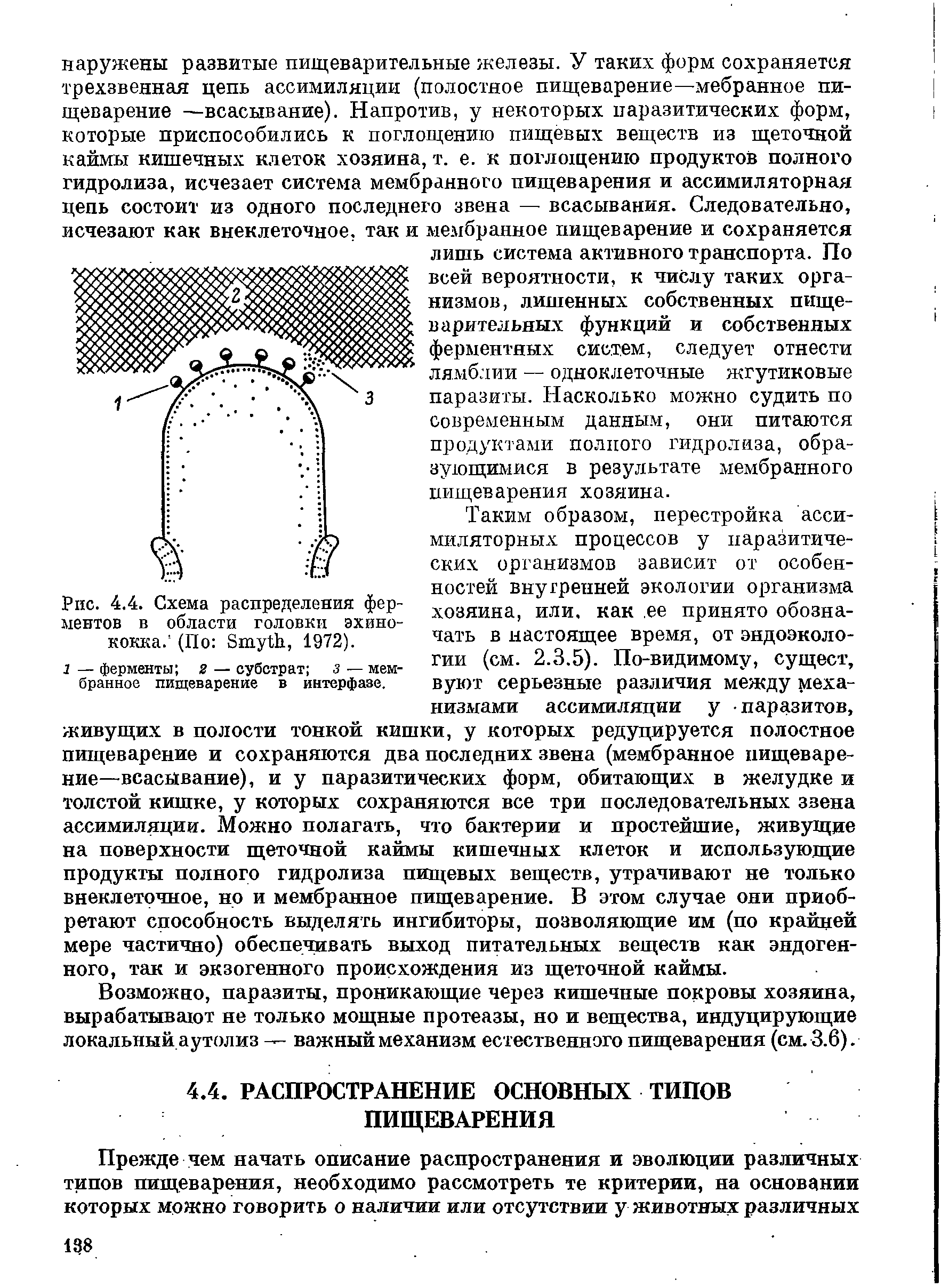 Рис. 4.4. Схема распределения ферментов в области головки эхинококка. (По S , 1972).