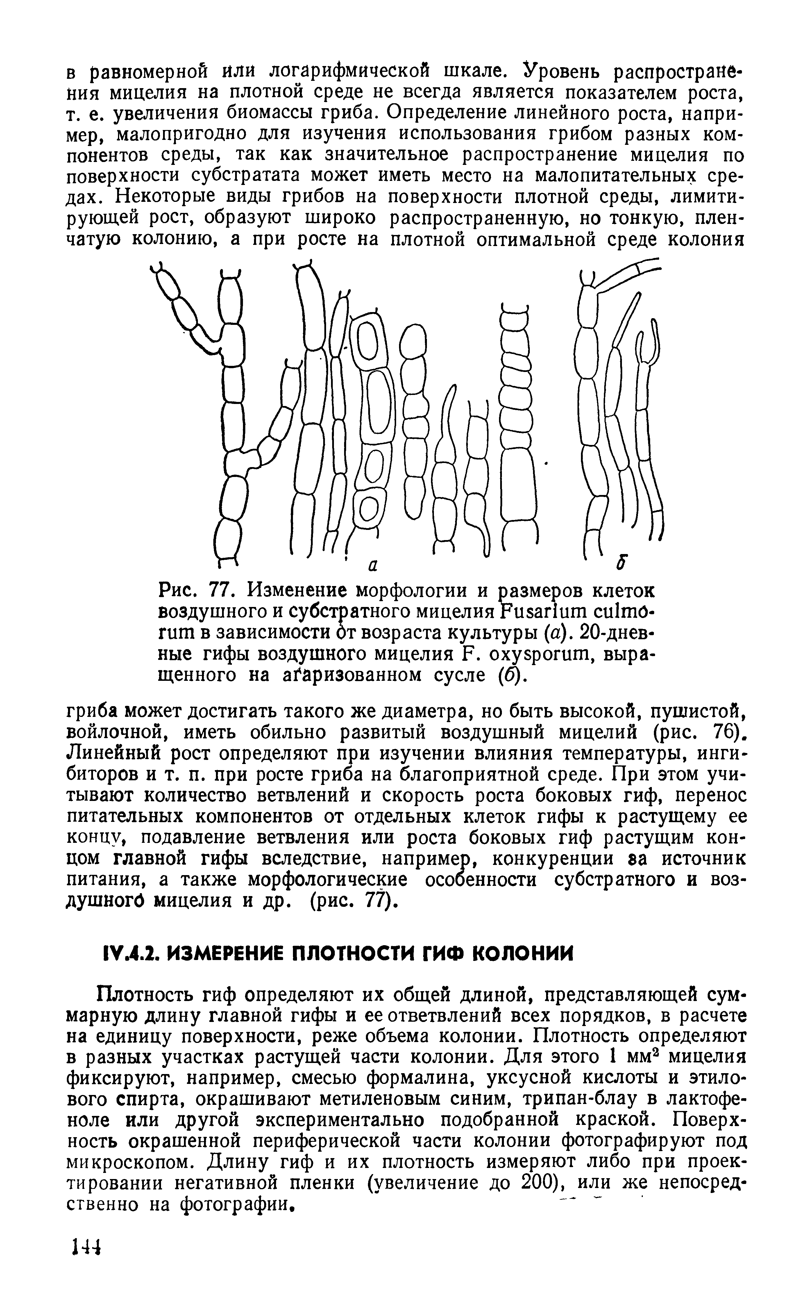 Рис. 77. Изменение морфологии и размеров клеток воздушного и субстратного мицелия F O- в зависимости От возраста культуры (а). 20-дневные гифы воздушного мицелия F. , выращенного на а аризованном сусле (б).
