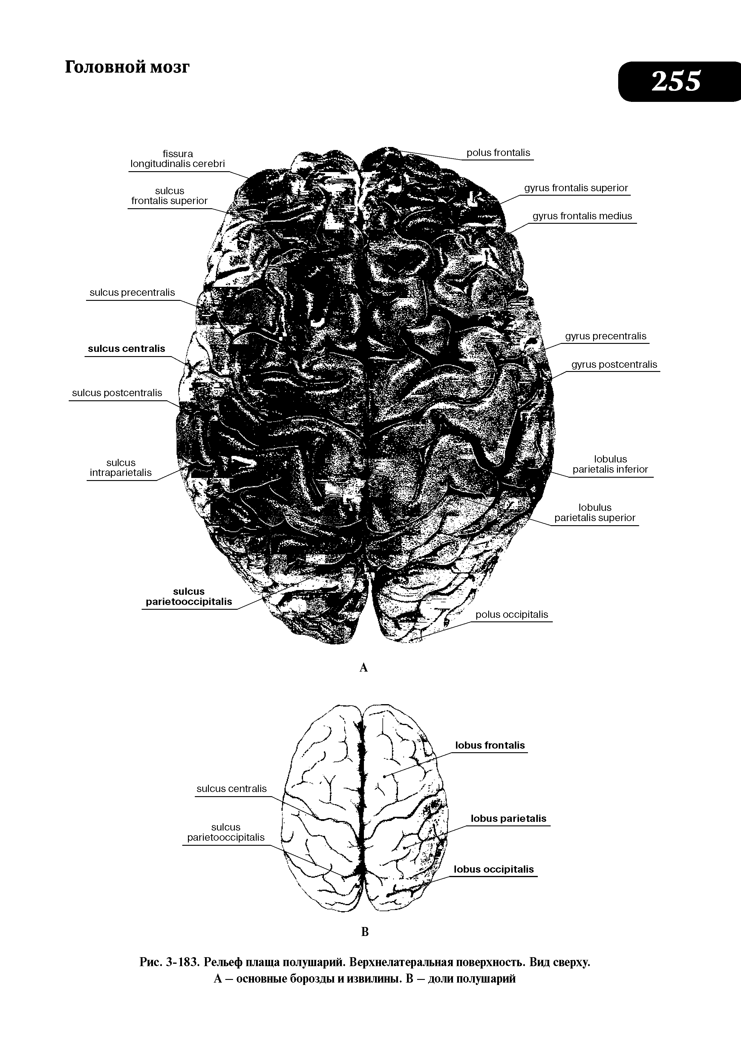 Рис. 3-183. Рельеф плаща полушарий. Верхнелатеральная поверхность. Вид сверху. А — основные борозды и извилины. В — доли полушарий...