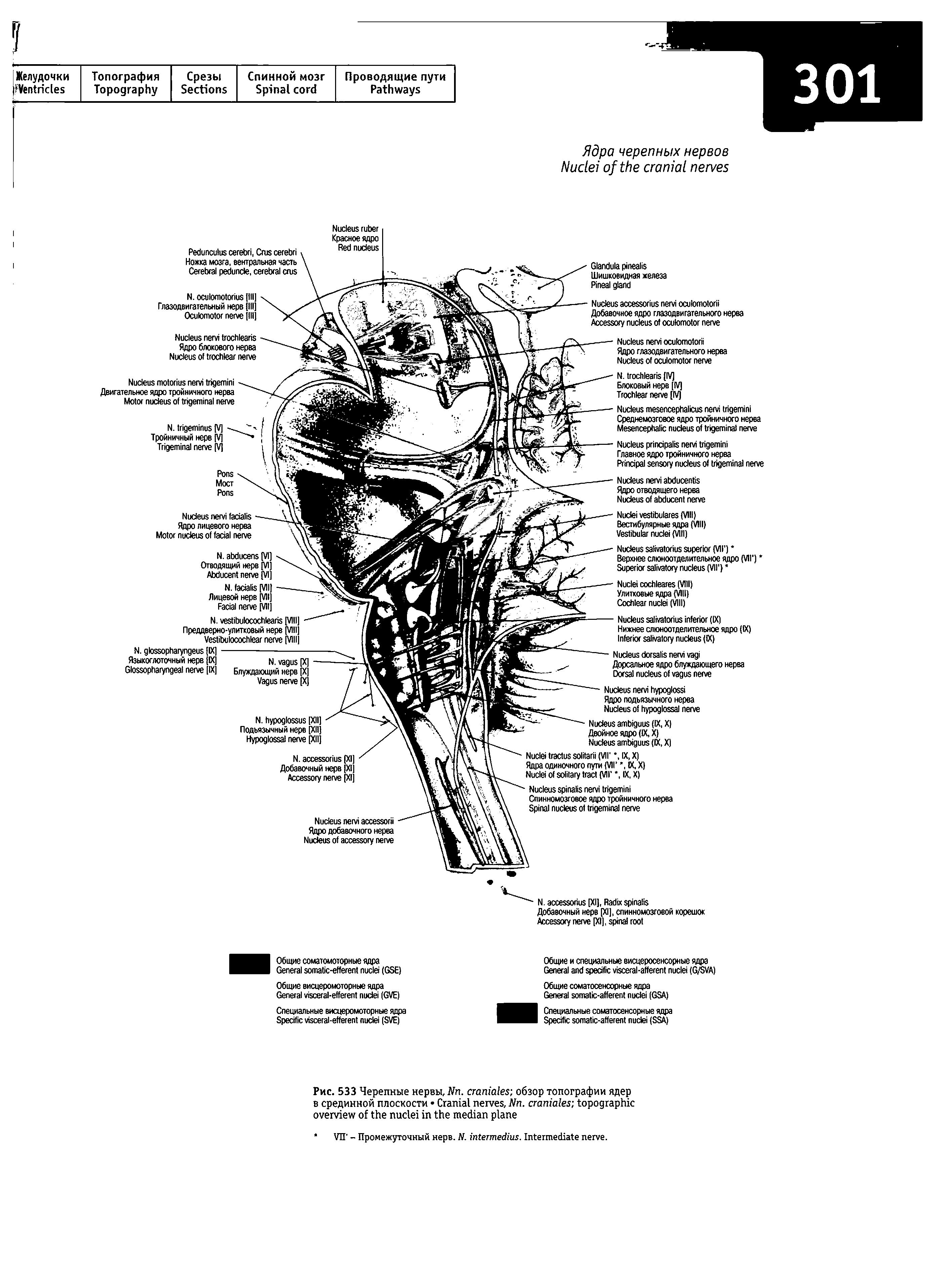 Рис. 533 Черепные нервы, N . обзор топографии ядер в срединной плоскости C , N . ...