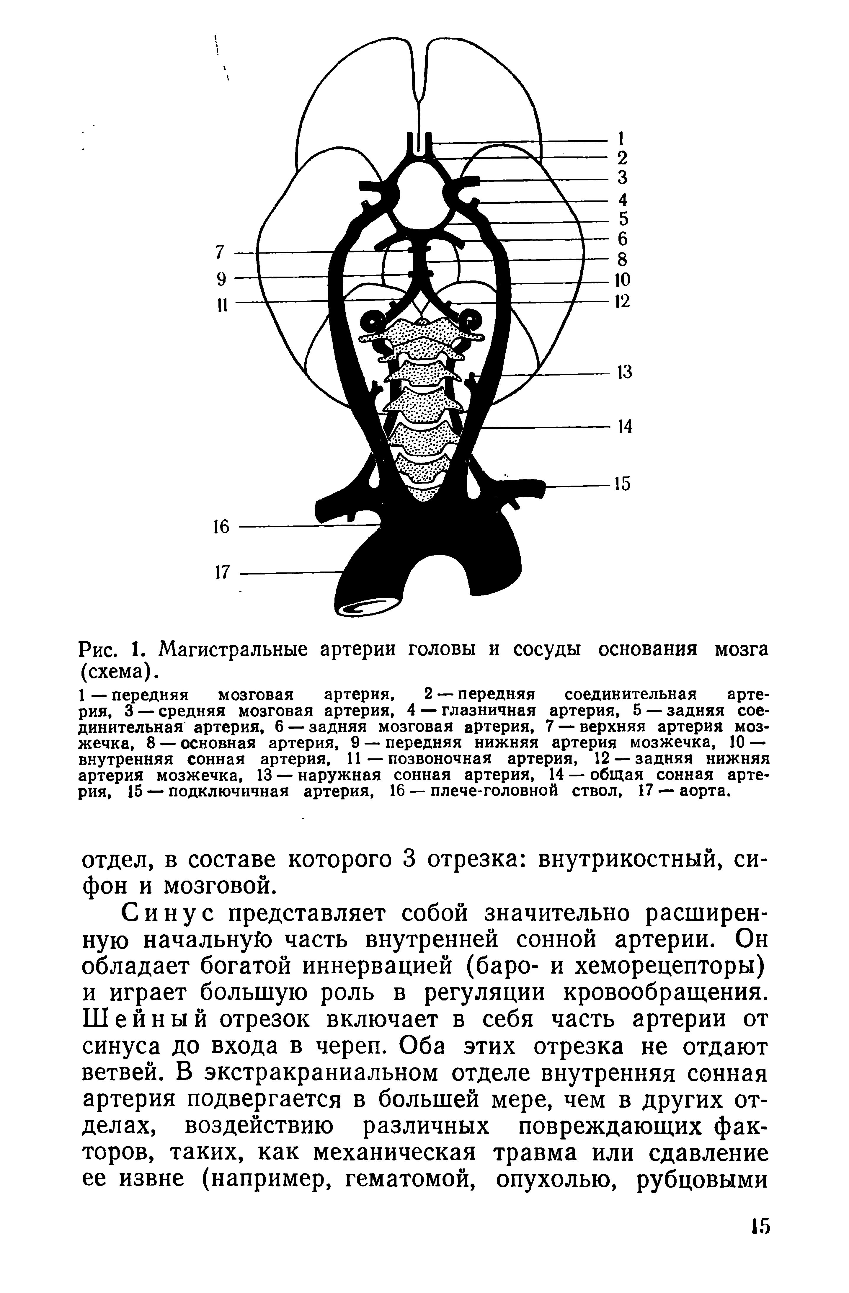 Рис. 1. Магистральные артерии головы и сосуды основания мозга (схема).