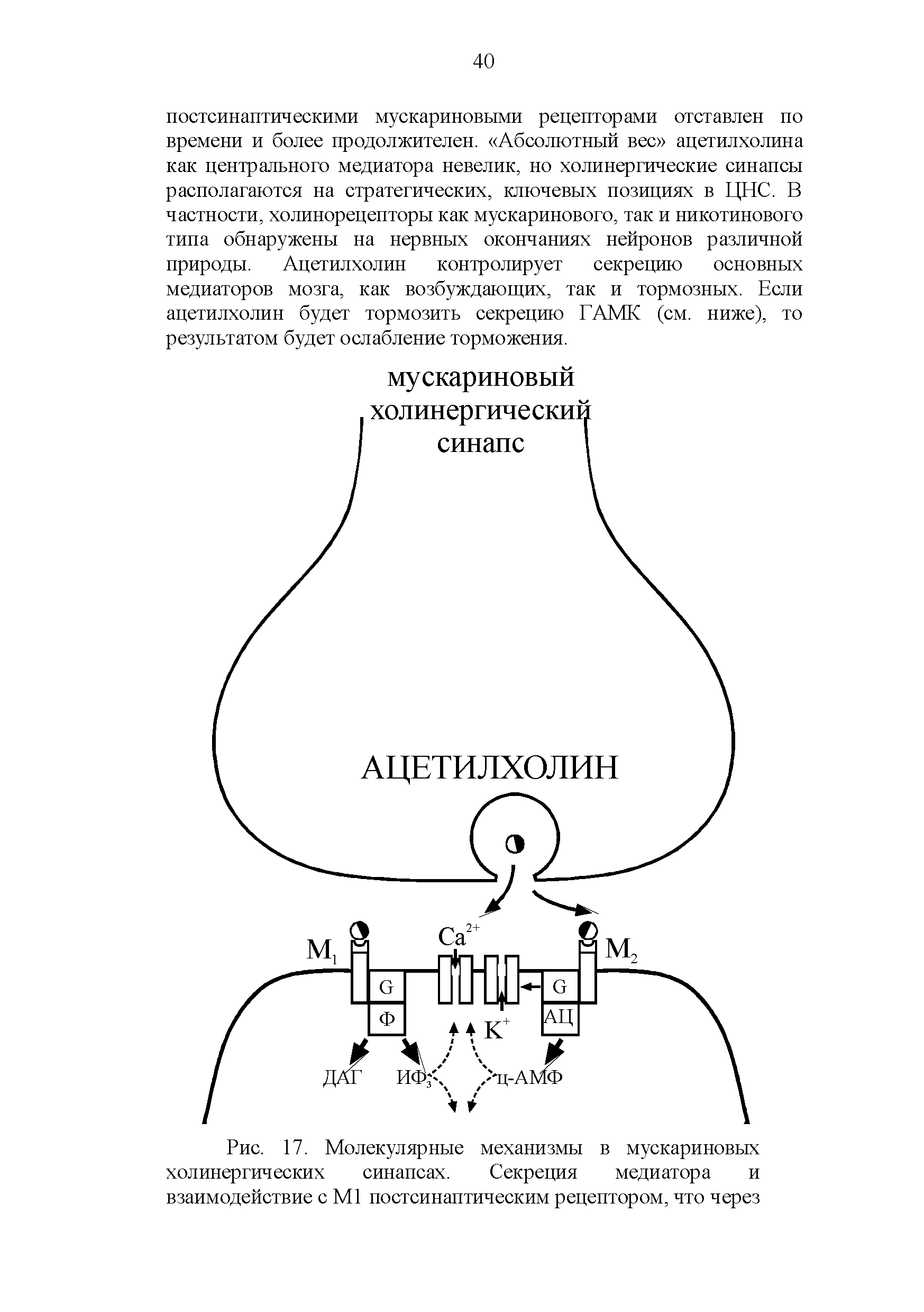 Рис. 17. Молекулярные механизмы в мускариновых холинергических синапсах. Секреция медиатора и взаимодействие с М1 постсинаптическим рецептором, что через...