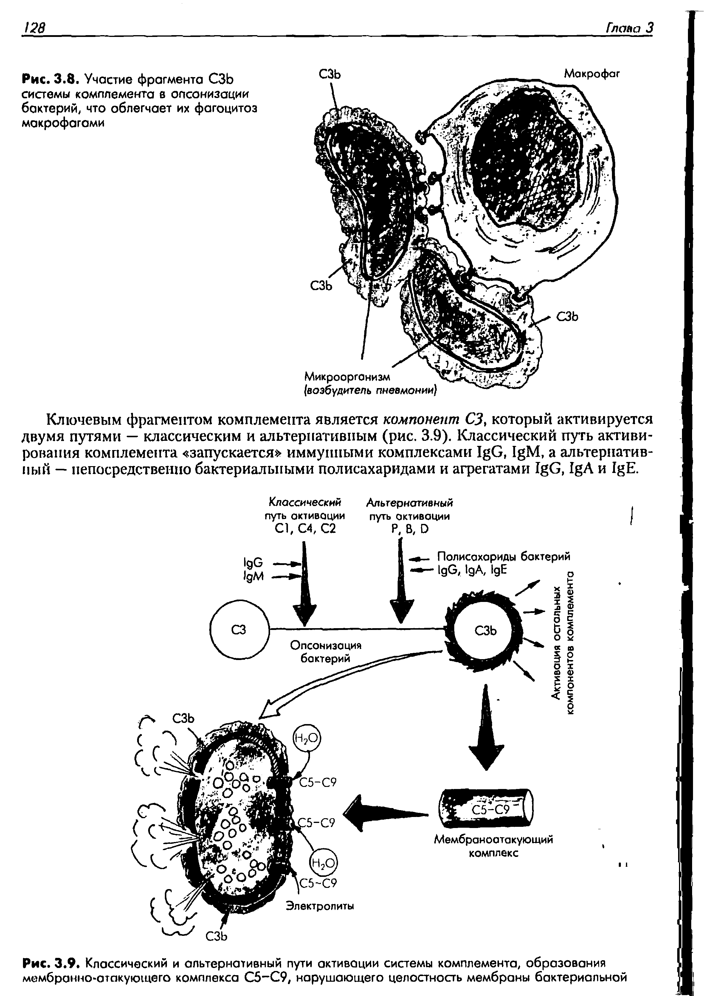 Рис. 3.9. Классический и альтернативный пути активации системы комплемента, образования мембранно-атакующего комплекса С5-С9, нарушающего целостность мембраны бактериальной...