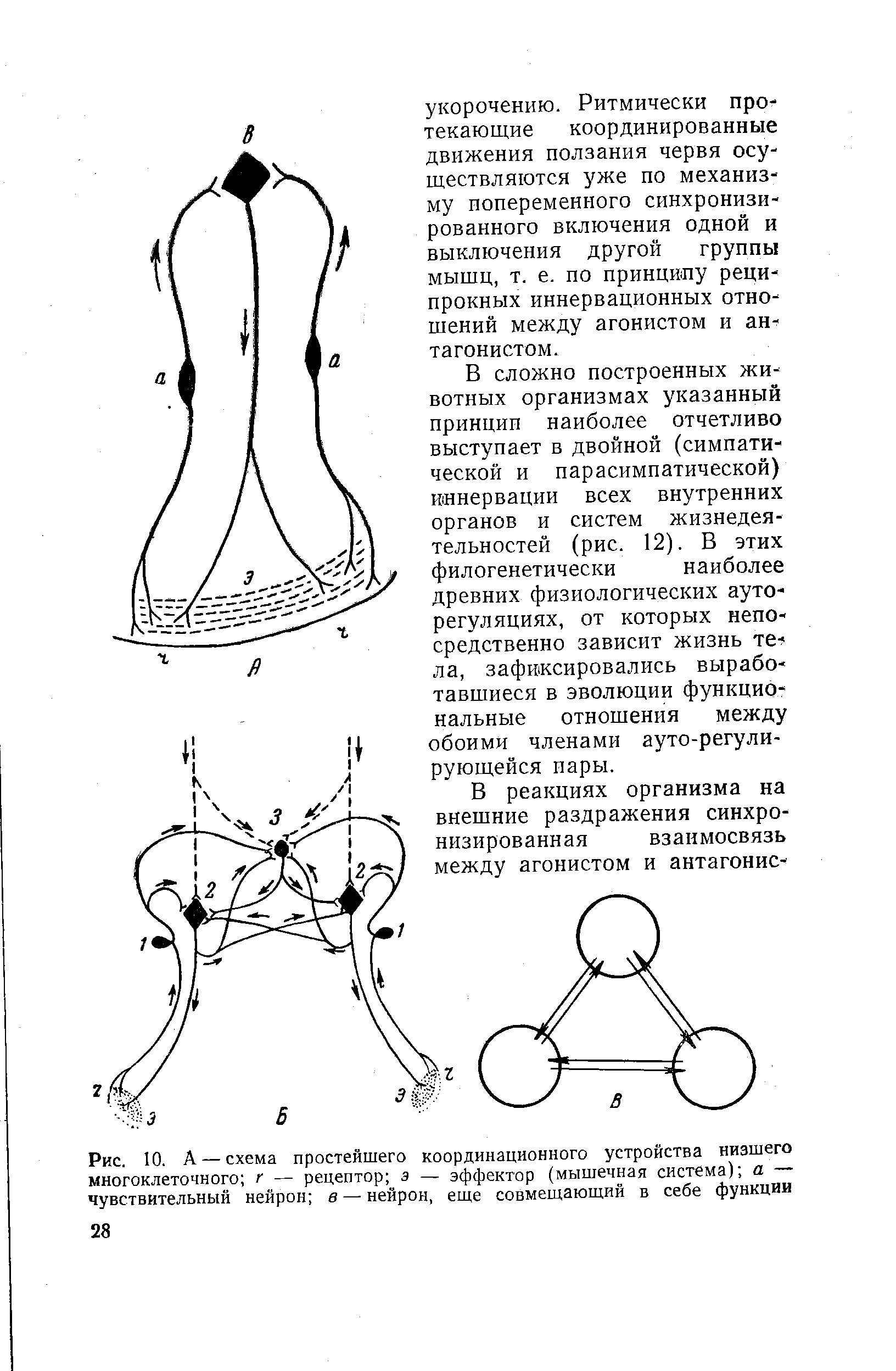 Рис. 10. А — схема простейшего координационного устройства низшего многоклеточного г — рецептор э — эффектор (мышечная система) а — чувствительный нейрон в — нейрон, еще совмещающий в себе функции...