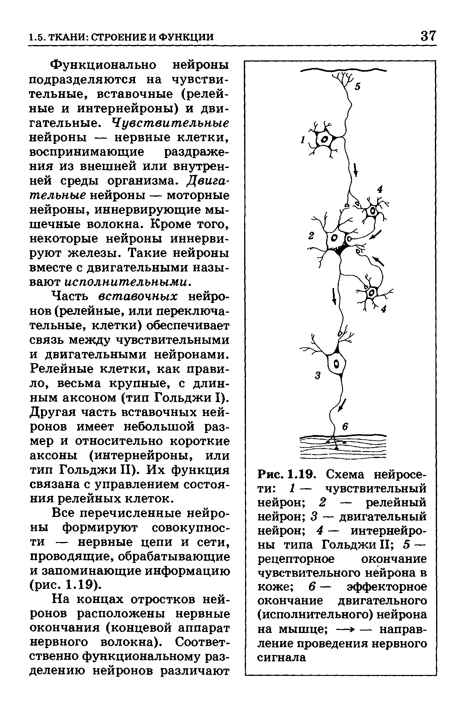 Рис. 1.19. Схема нейросети 1 — чувствительный нейрон 2 — релейный нейрон 3 — двигательный нейрон 4 — интернейроны типа Гольджи II 5 — рецепторное окончание чувствительного нейрона в коже 6 — эффекторное окончание двигательного (исполнительного) нейрона на мышце —> — направление проведения нервного сигнала...