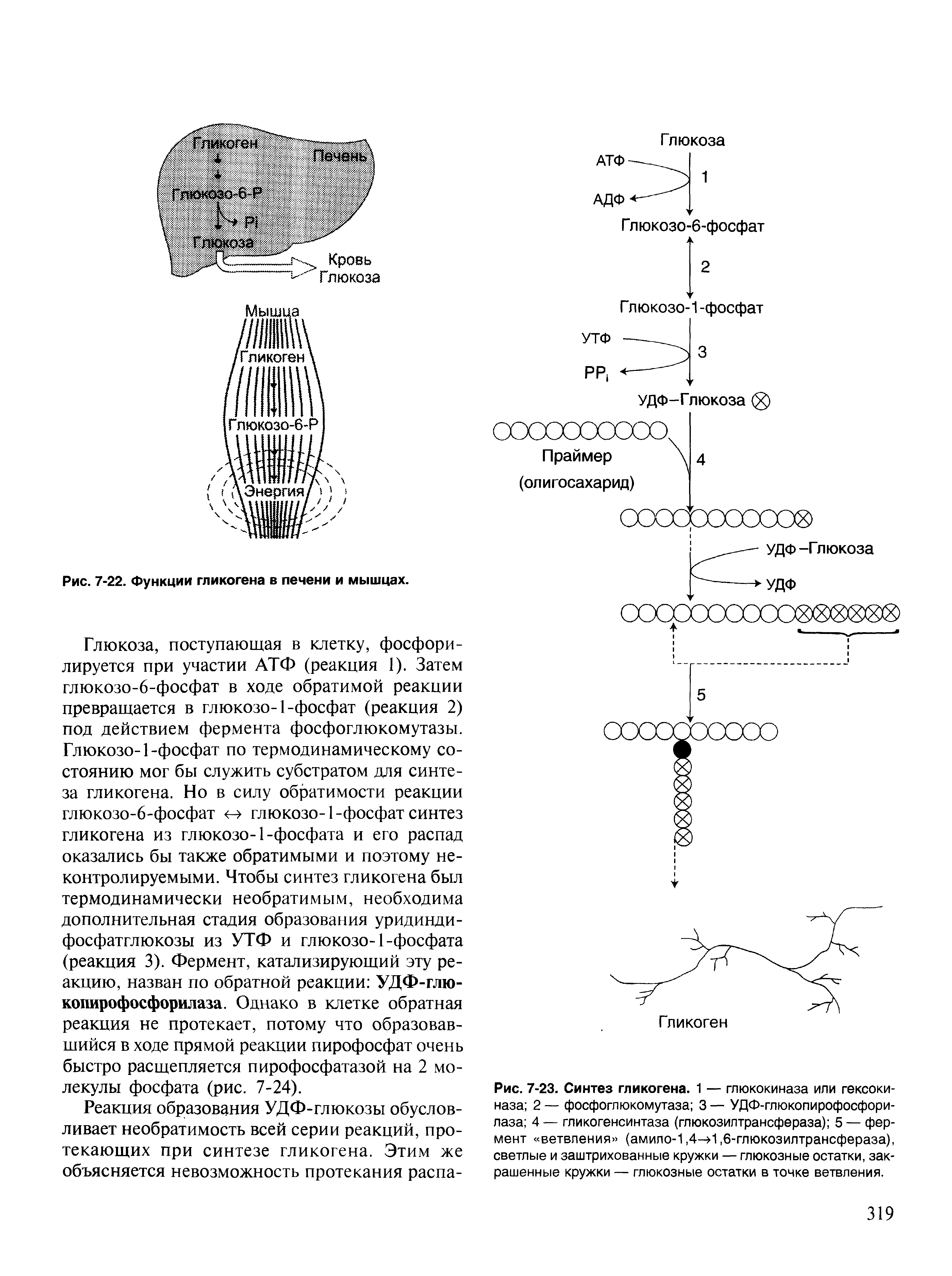 Рис. 7-23. Синтез гликогена. 1 — глюкокиназа или гексоки-наза 2 — фосфоглюкомутаза 3 — УДФ-глюкопирофосфори-лаза 4 — гликогенсинтаза (глюкозилтрансфераза) 5 — фермент ветвления (амило-1,4—>1,6-глюкозилтрансфераза), светлые и заштрихованные кружки — глюкозные остатки, закрашенные кружки — глюкозные остатки в точке ветвления.