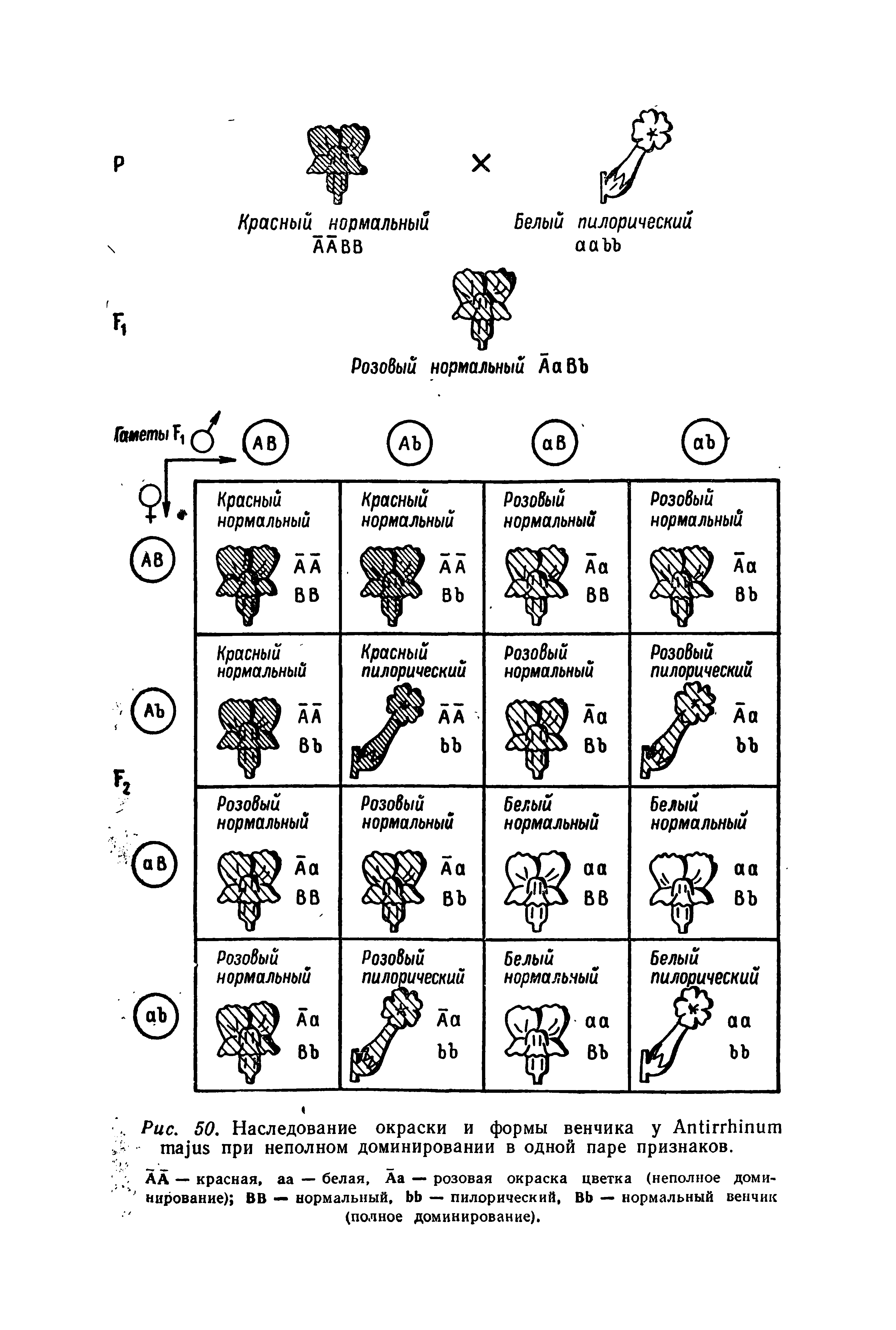 Рис. 50. Наследование окраски и формы венчика у A при неполном доминировании в одной паре признаков.