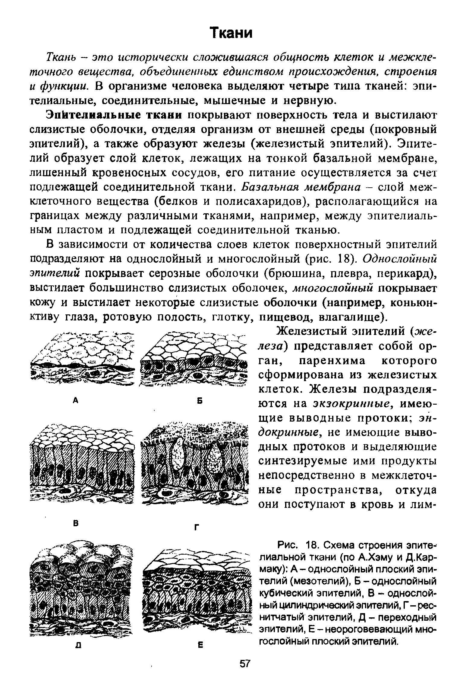 Рис. 18. Схема строения эпителиальной ткани (по А.Хэму и Д.Кар-маку) А - однослойный плоский эпителий (мезотелий), Б - однослойный кубический эпителий, В - однослойный цилиндрический эпителий, Г - реснитчатый эпителий, Д - переходный эпителий, Е - неороговевающий многослойный плоский эпителий.