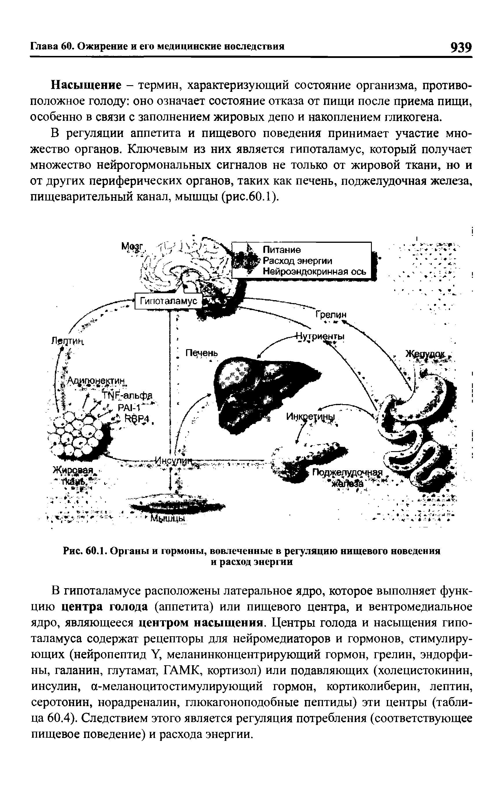 Рис. 60.1. Органы и гормоны, вовлеченные в регуляцию пищевого поведения и расход энергии...