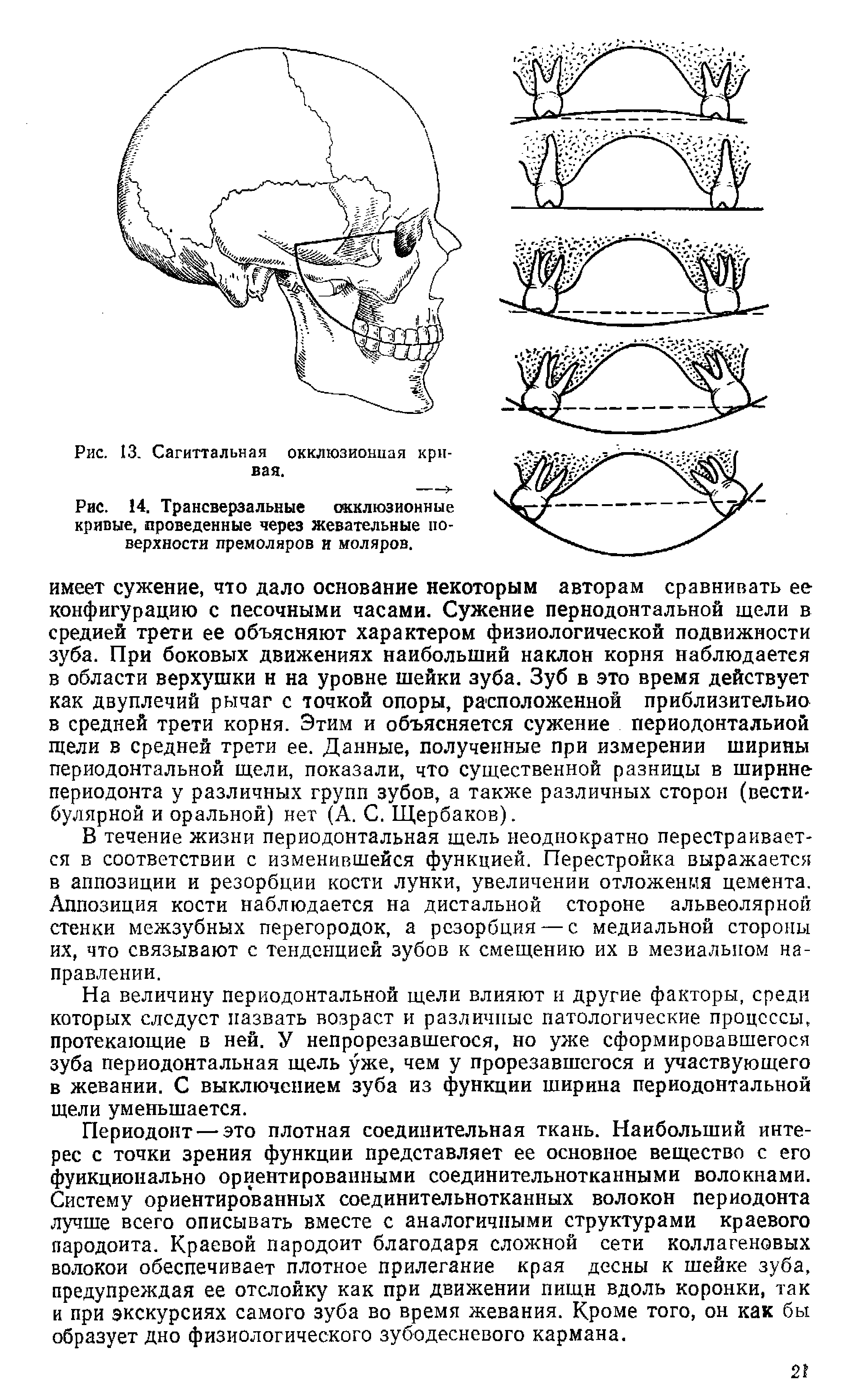 Рис. 14. Трансверзальные окклюзионные кривые, проведенные через жевательные поверхности премоляров и моляров.