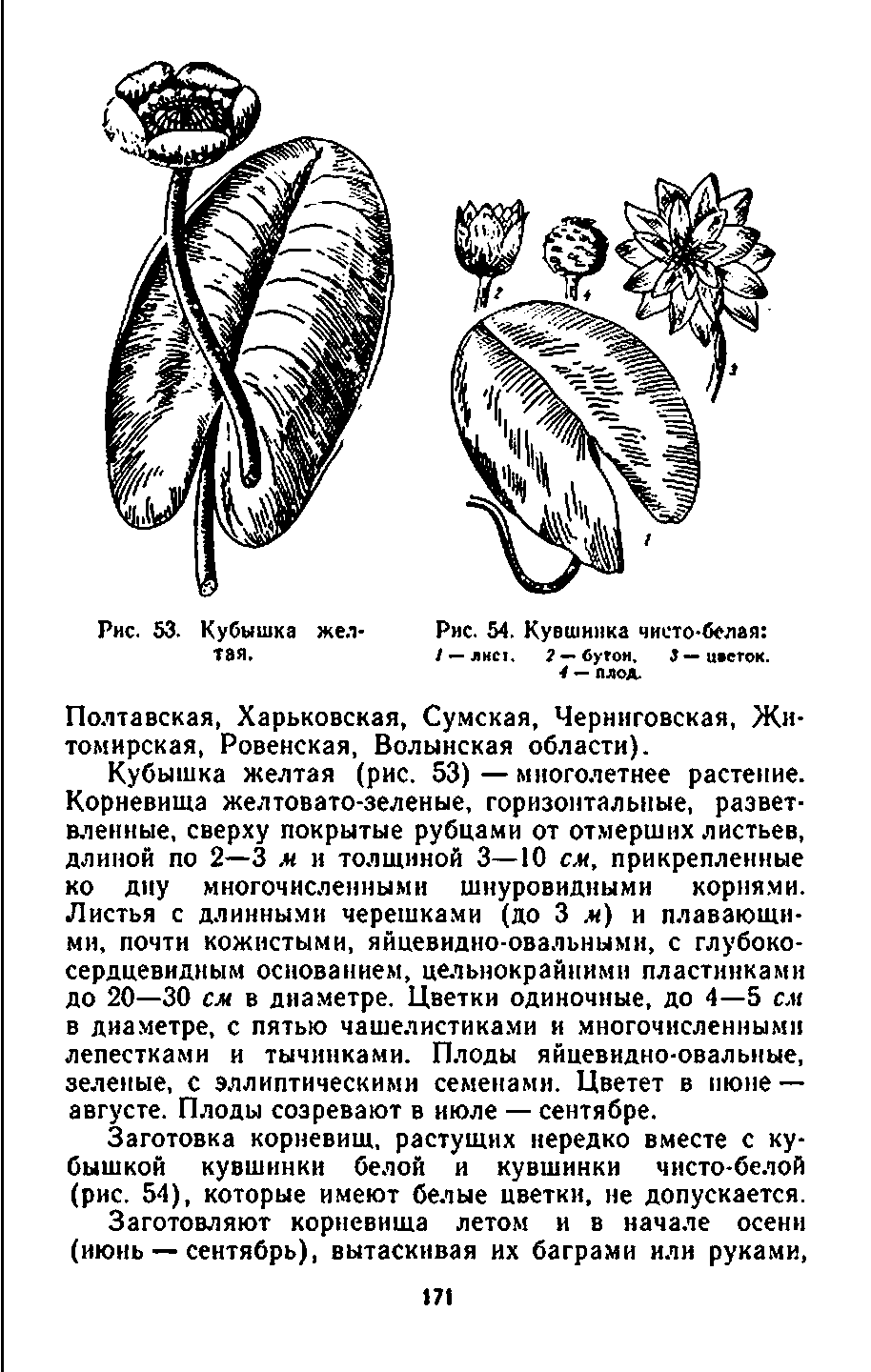 Рис. 54. Кувшинка чисто-белая / —ЛИС1. 2 — бугои, 3 — цветок.