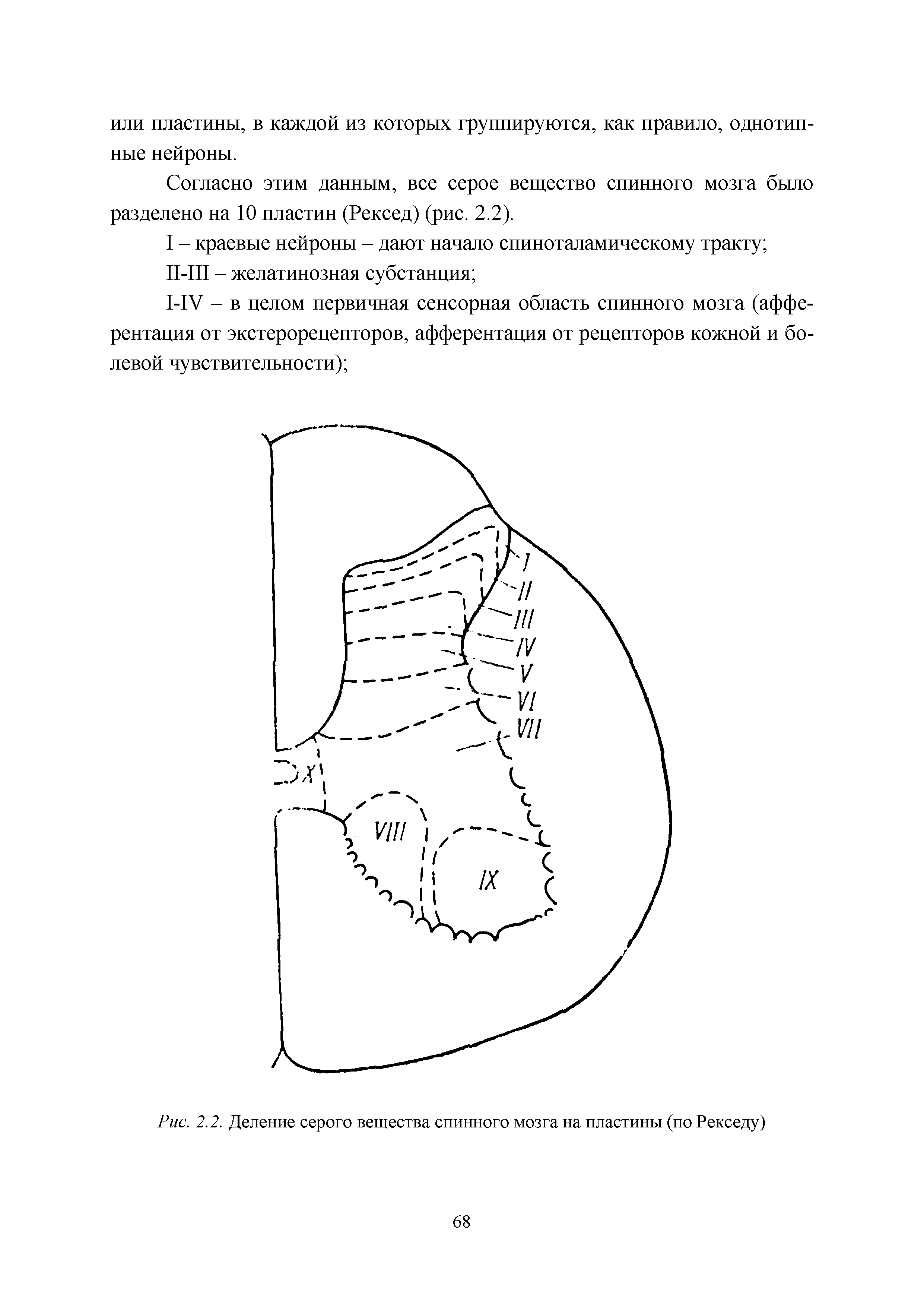 Рис. 2.2. Деление серого вещества спинного мозга на пластины (по Рекседу)...