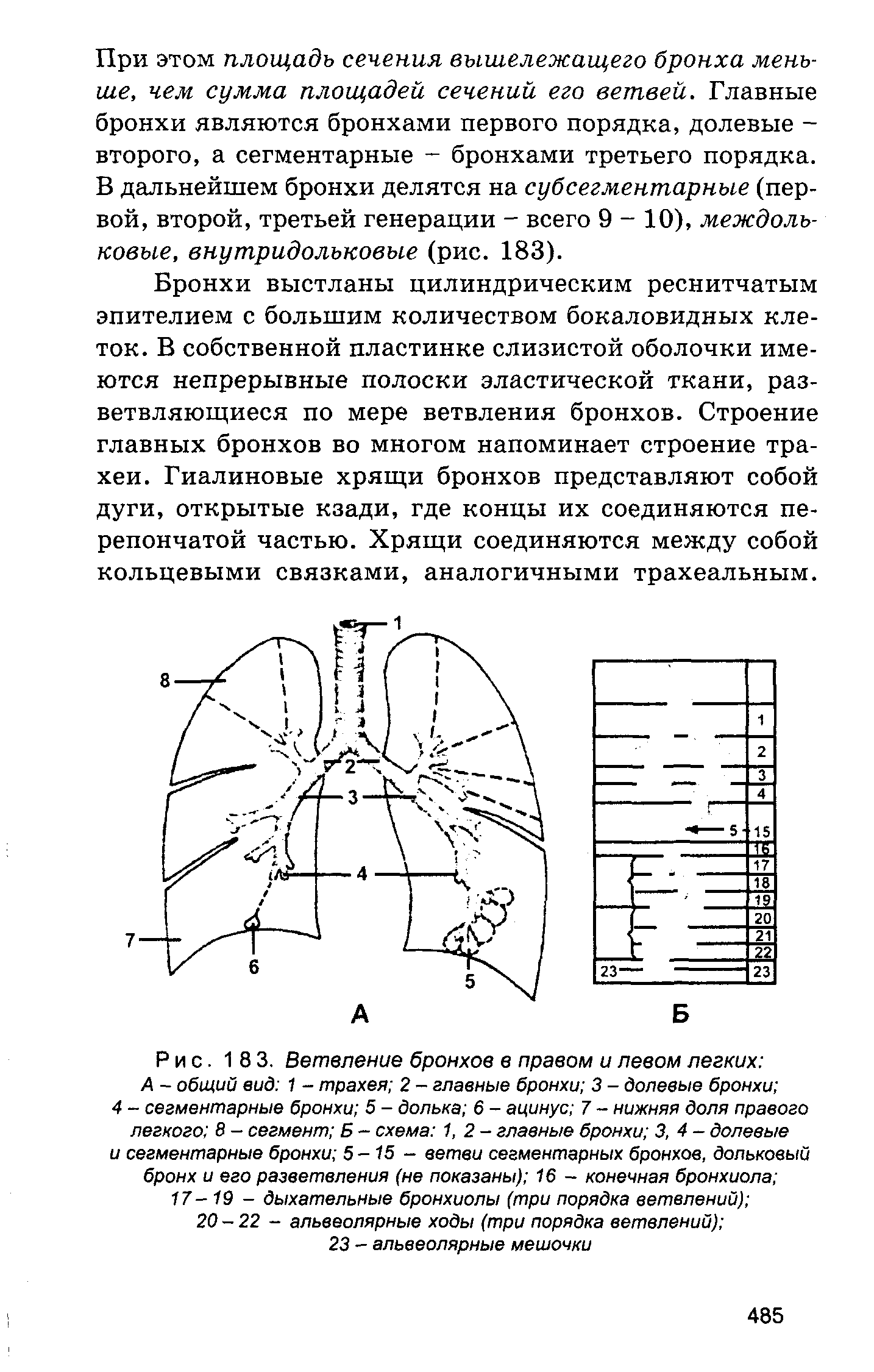 Рис. 183. Ветвление бронхов в правом и левом легких А - общий вид 1 - трахея 2 - главные бронхи 3 - долевые бронхи ...