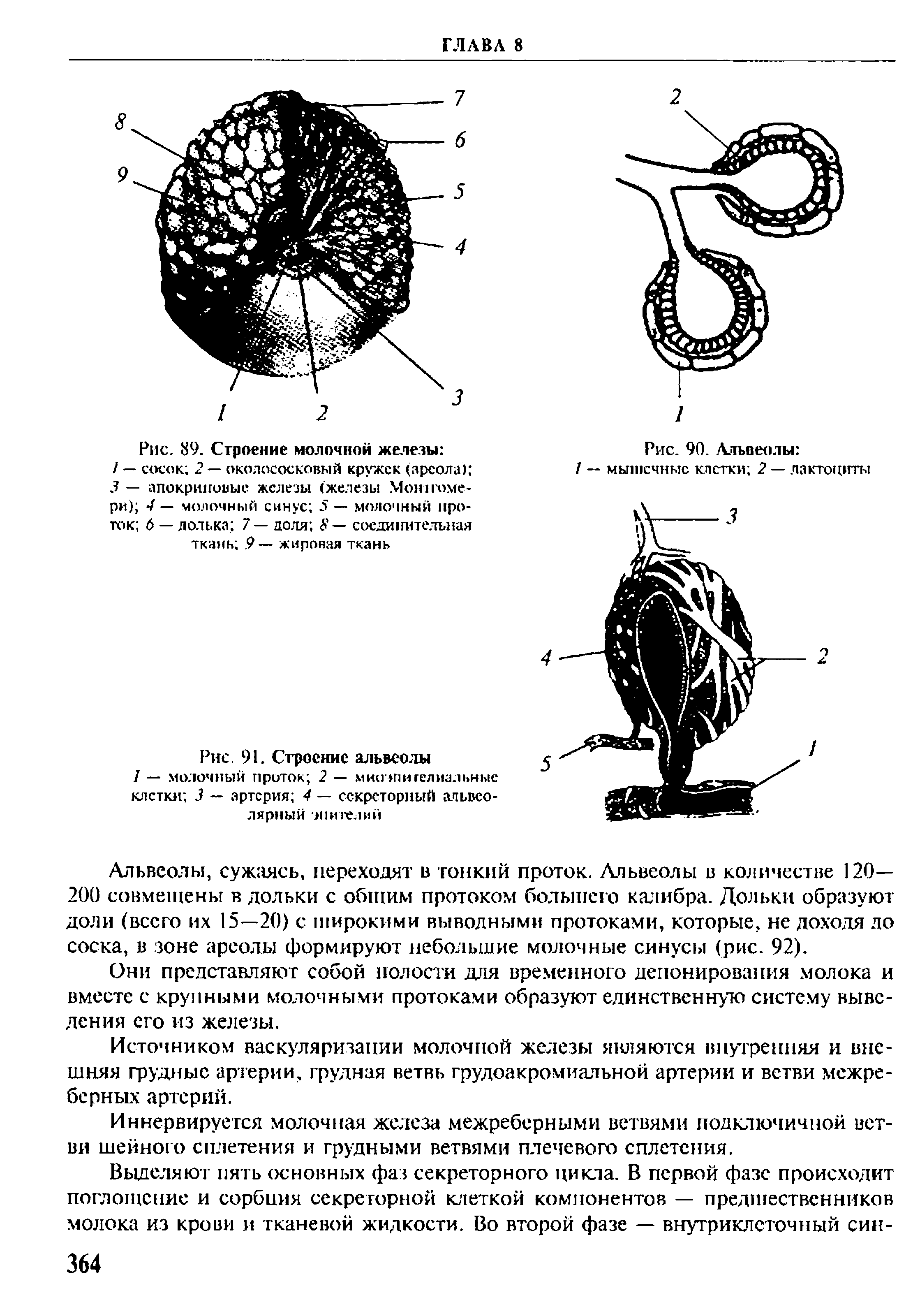 Рис. 89. Строение молочной железы / — сосок 2 — околососковый кружек (ареола) 3 — апокриновые железы (железы Мон померк) 4 — молочный синус 5 — молочный проток б — лолька 7 — доля 8— соединительная ткань 9— жировая ткань...