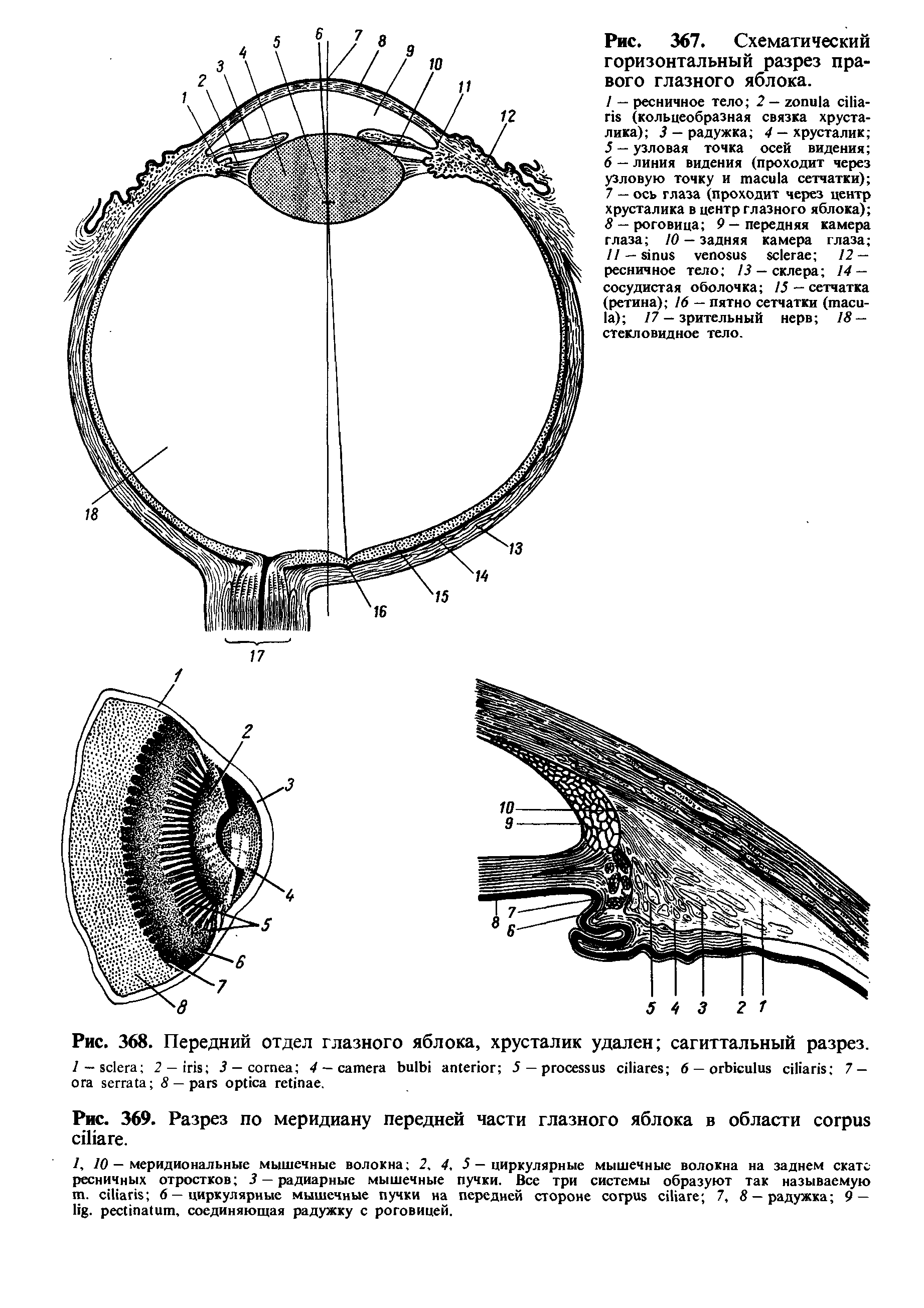 Рис. 369. Разрез по меридиану передней части глазного яблока в области .