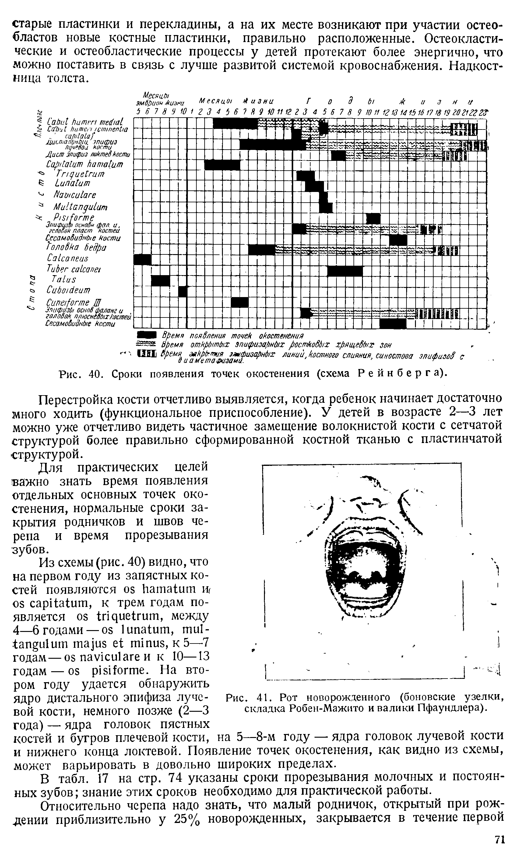 Рис. 40. Сроки появления точек окостенения (схема Рейнберга).