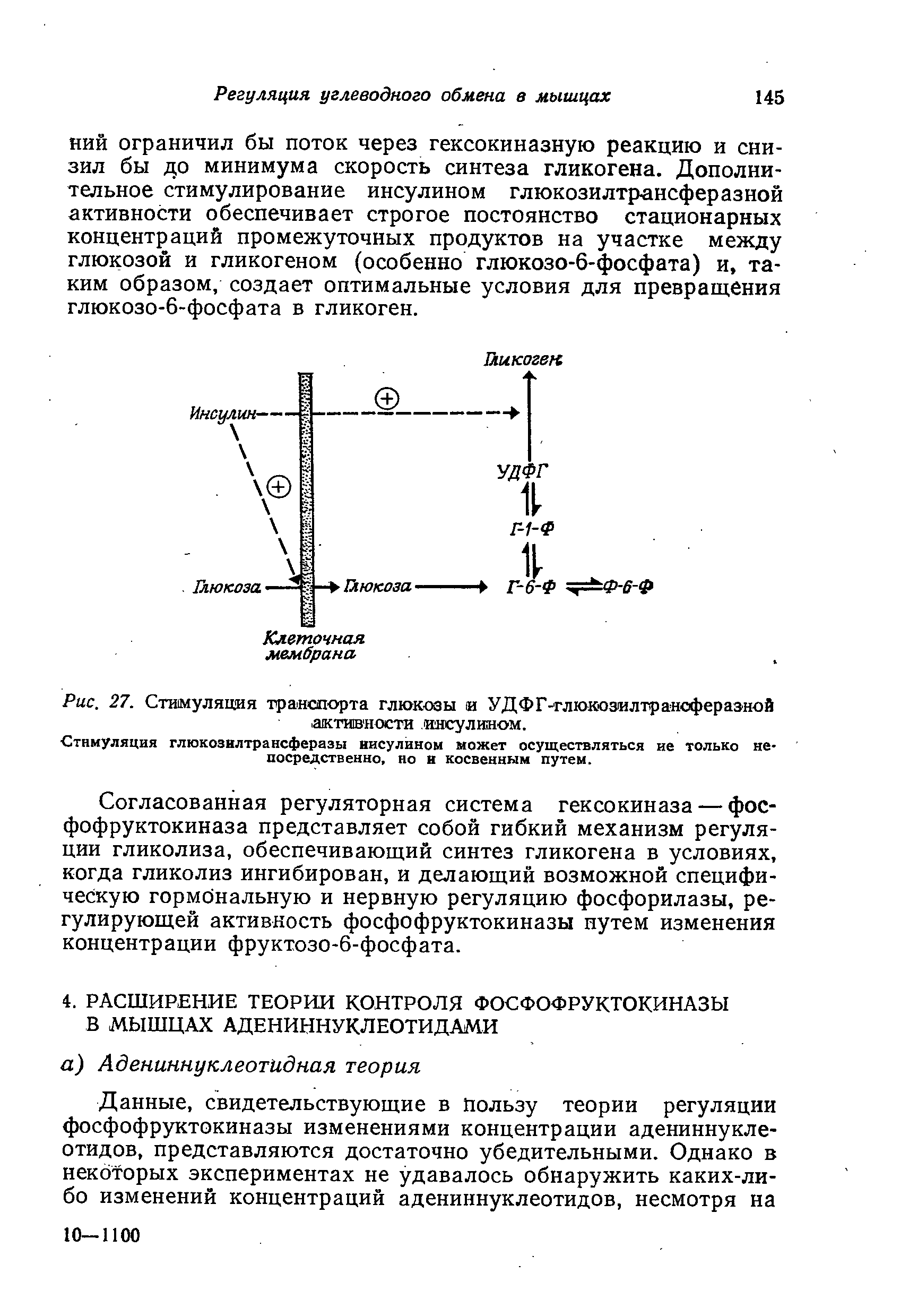 Рис. 27. Стимуляция транспорта глюкозы и УДФГ-глюкозилтраясфераэной активности инсулином.