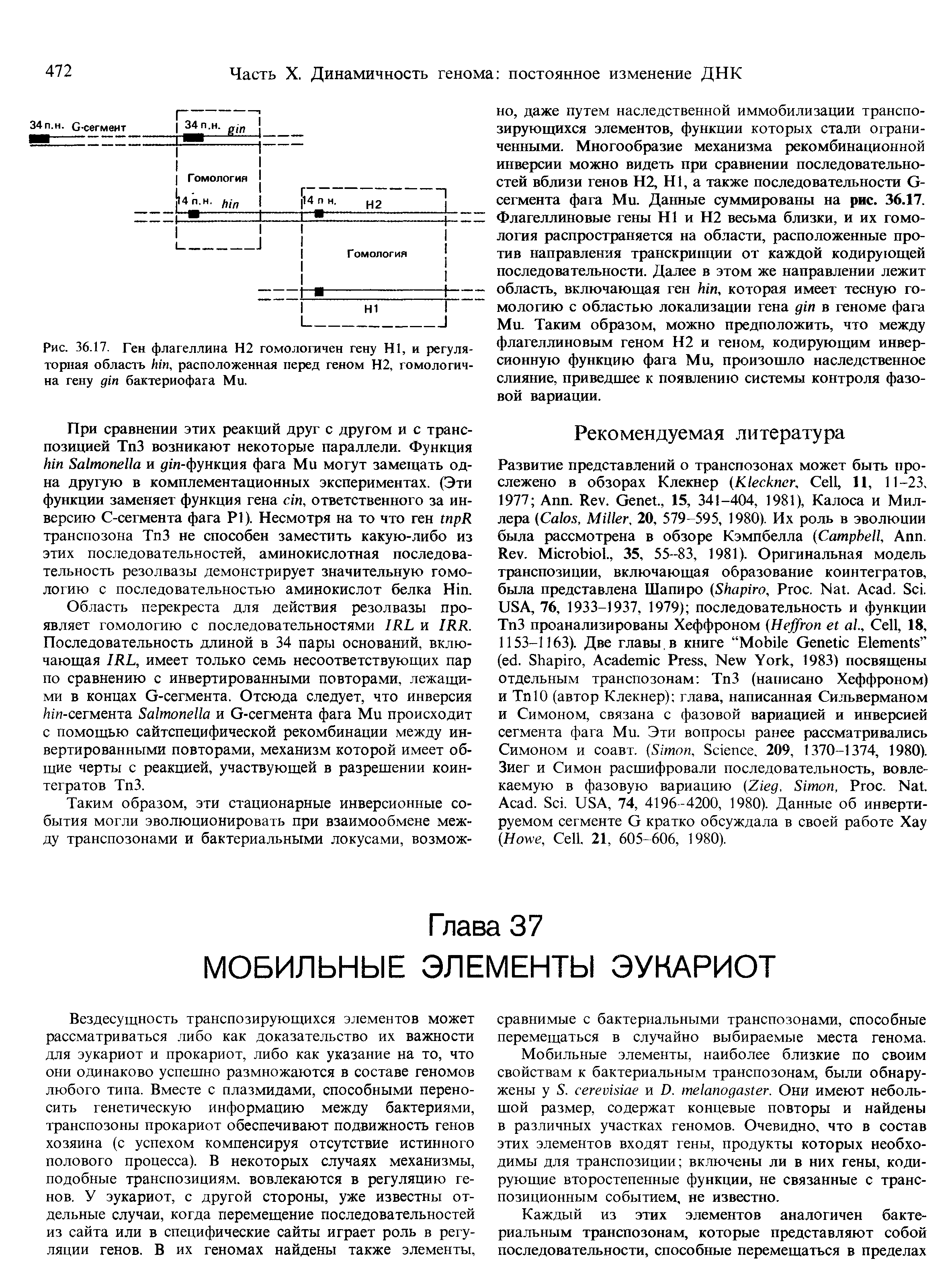 Рис. 36.17. Ген флагеллина Н2 гомологичен гену Н1, и регуляторная область , расположенная перед геном Н2, гомологична гену бактериофага Ми.