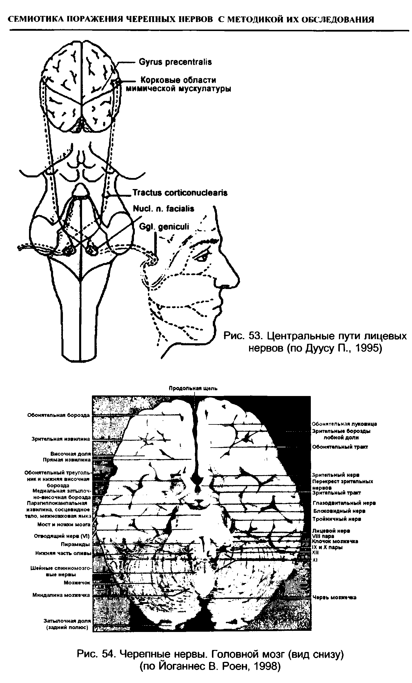 Рис. 54. Черепные нервы. Головной мозг (вид снизу) (по Йоганнес В. Роен, 1998)...