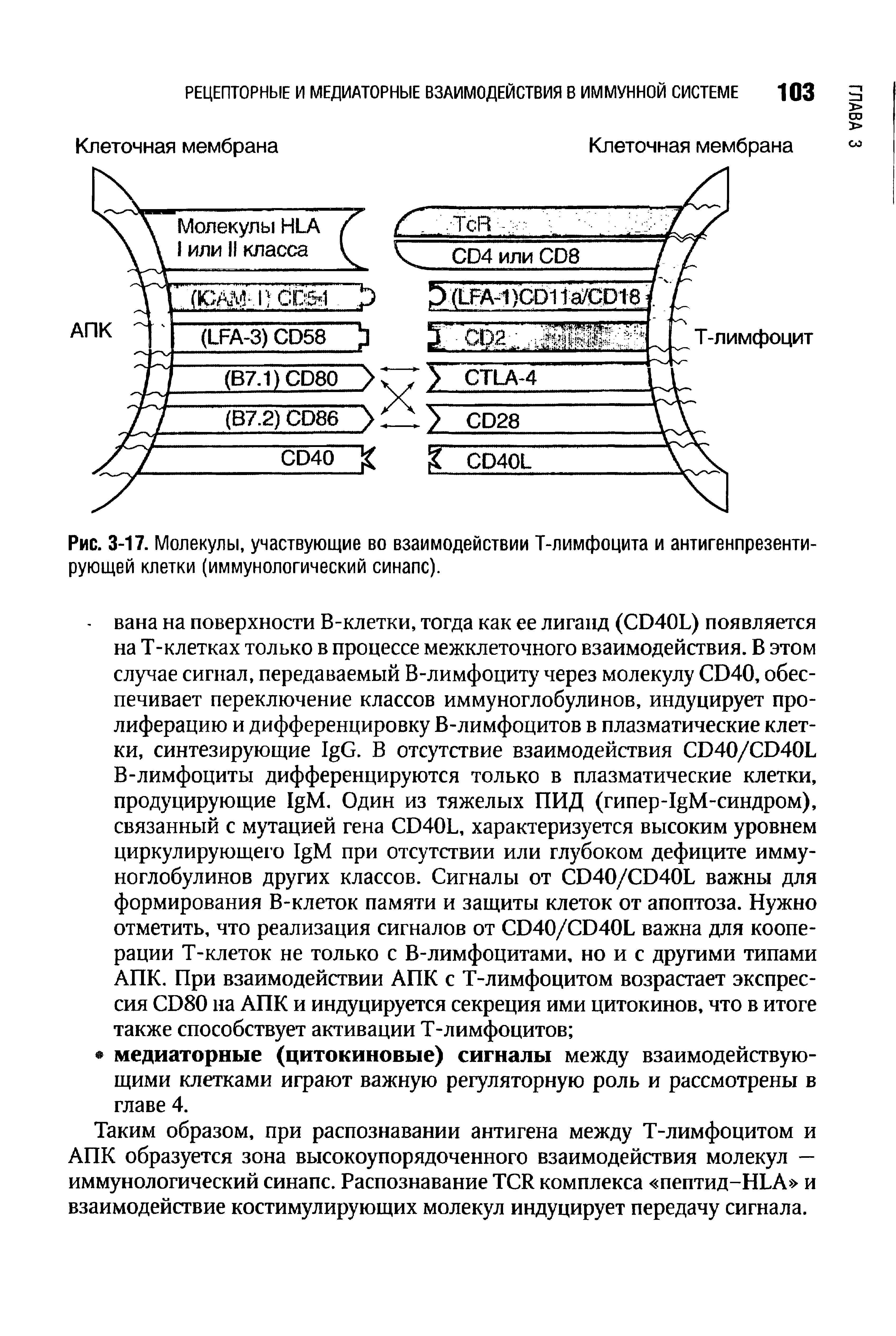 Рис. 3-17. Молекулы, участвующие во взаимодействии Т-лимфоцита и антигенпрезентирующей клетки (иммунологический синапс).