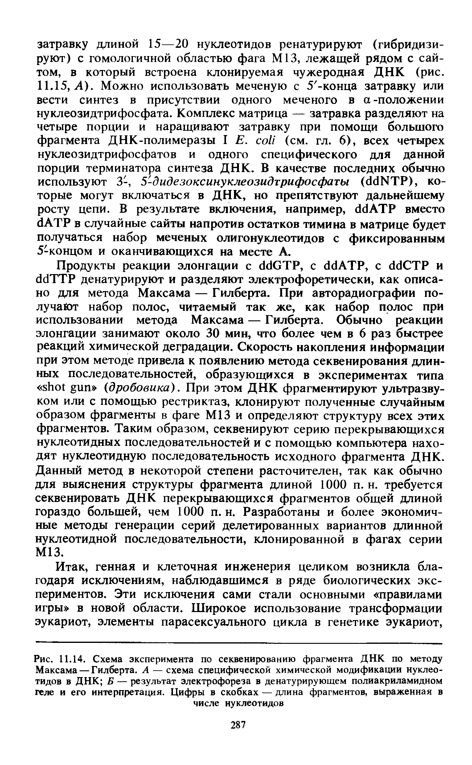 Рис. 11.14. Схема эксперимента по секвенированию фрагмента ДНК по методу Максама — Гилберта. А — схема специфической химической модификации нуклеотидов в ДНК Б — результат электрофореза в денатурирующем полиакриламидном геле и его интерпретация. Цифры в скобках — длина фрагментов, выраженная в числе нуклеотидов...