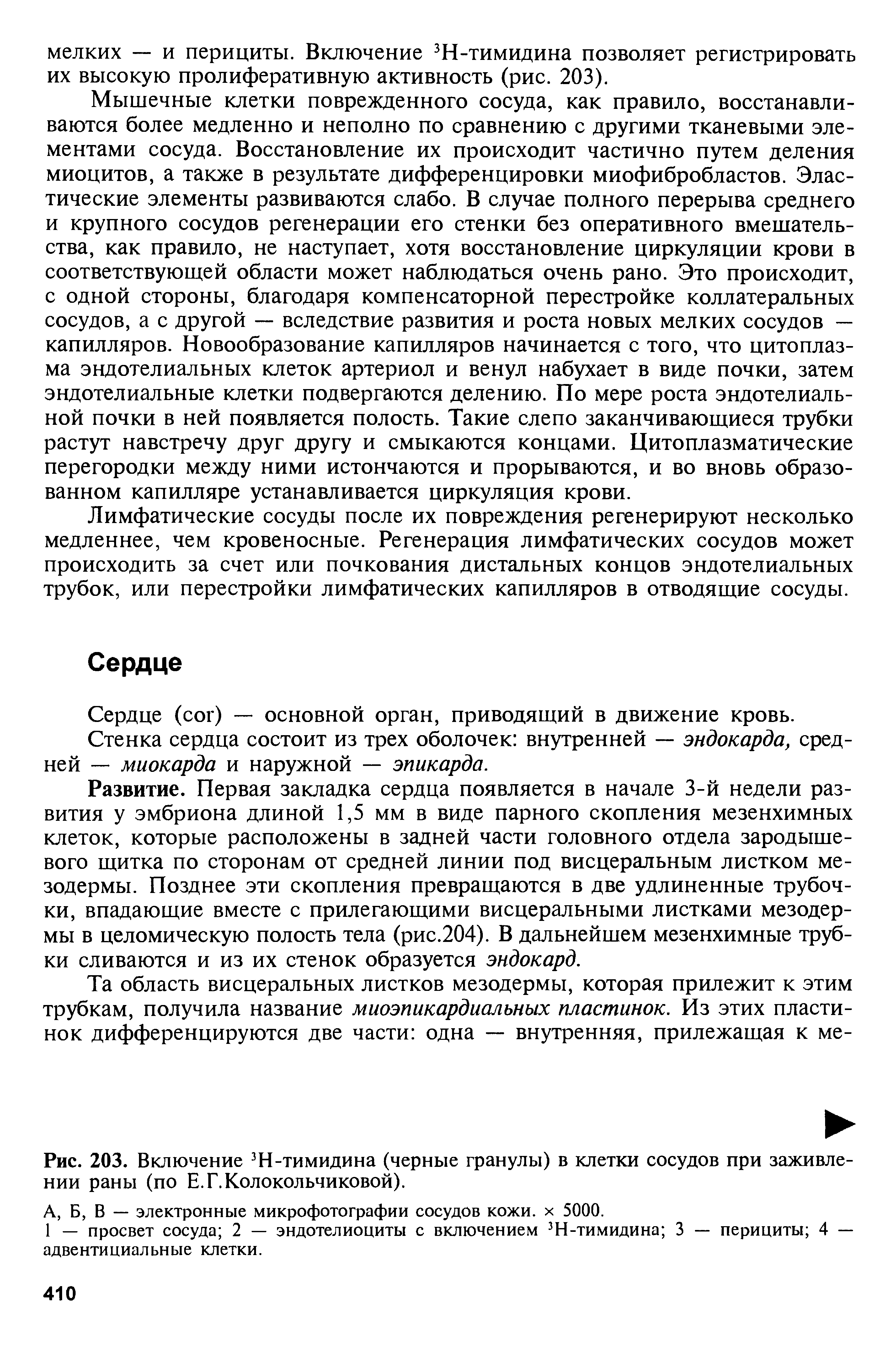 Рис. 203. Включение 3Н-тимидина (черные гранулы) в клетки сосудов при заживлении раны (по Е.Г.Колокольчиковой).