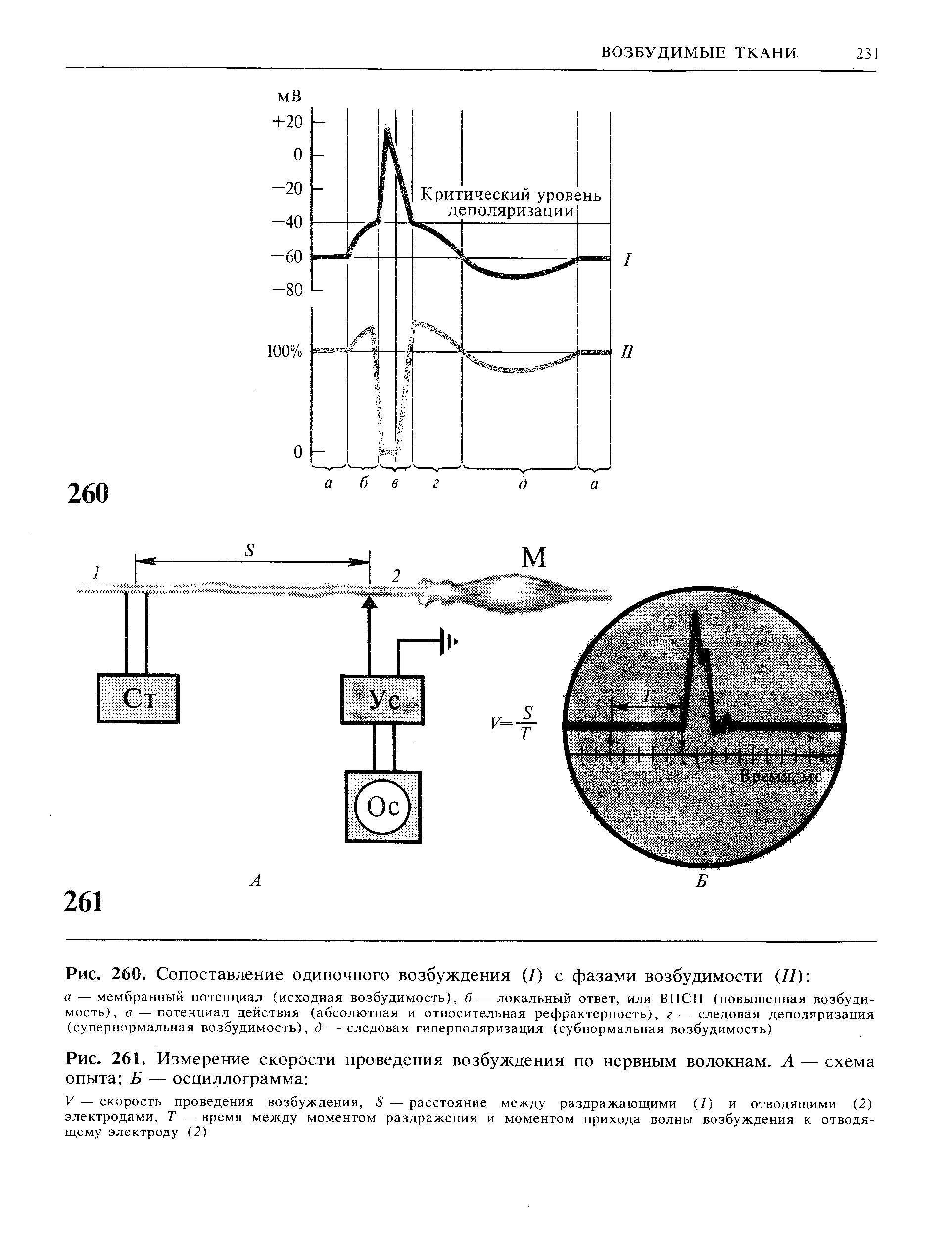 Рис. 261. Измерение скорости проведения возбуждения по нервным волокнам. А — схема опыта Б — осциллограмма ...