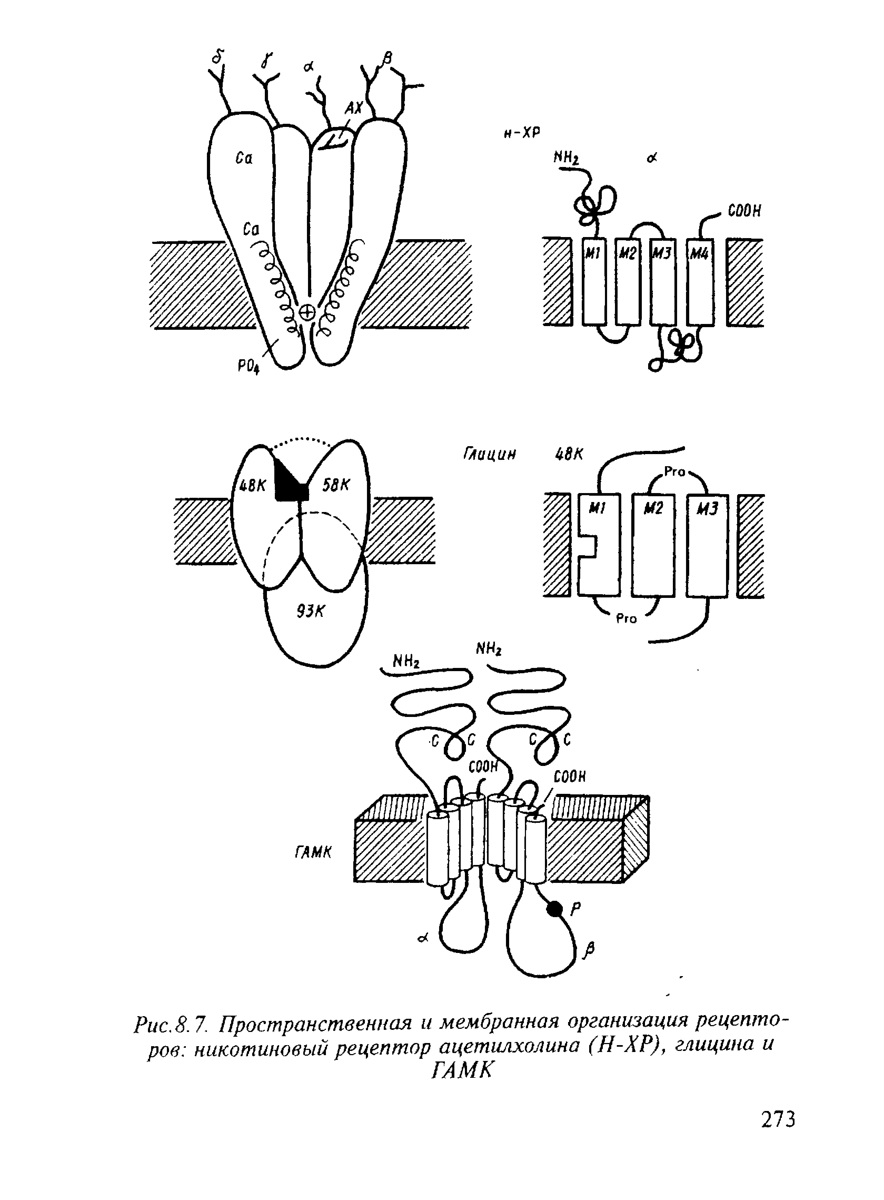 Рис. 8.7. Пространственная и мембранная организация рецепторов никотиновый рецептор ацетилхолина (Н-ХР), глицина и ГАМК...