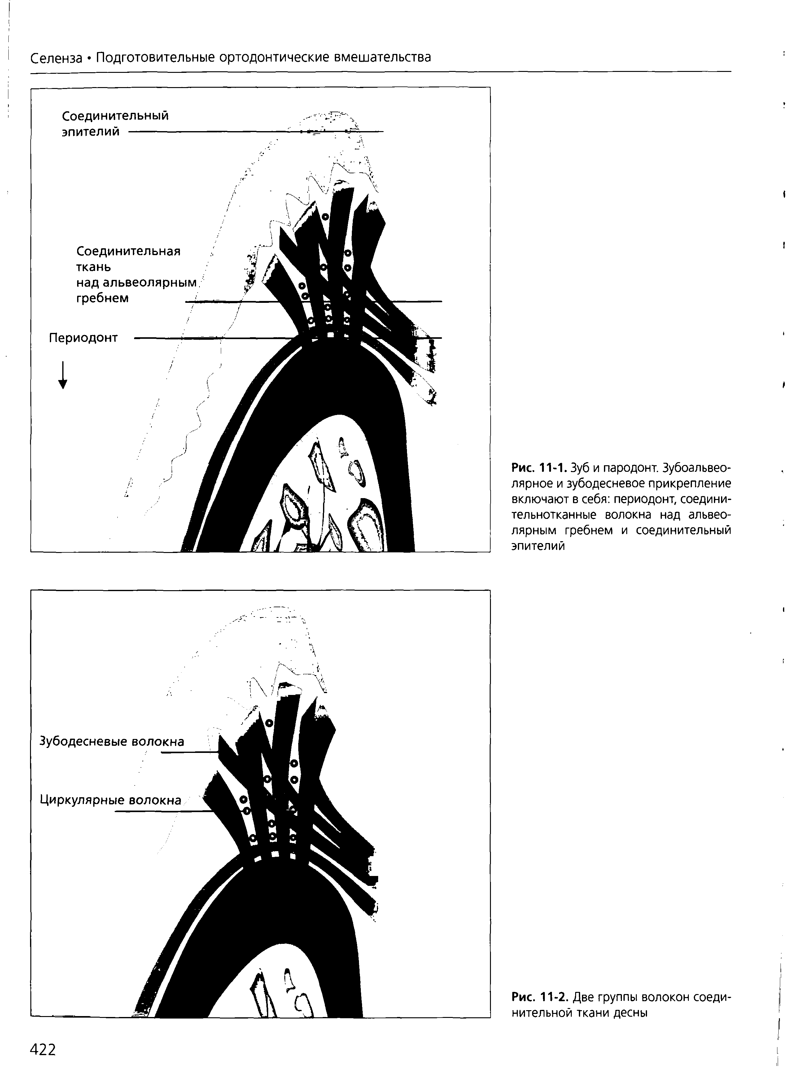 Рис. 11-1. Зуб и пародонт. Зубоальвеолярное и зубодесневое прикрепление включают в себя периодонт, соединительнотканные волокна над альвеолярным гребнем и соединительный эпителий...