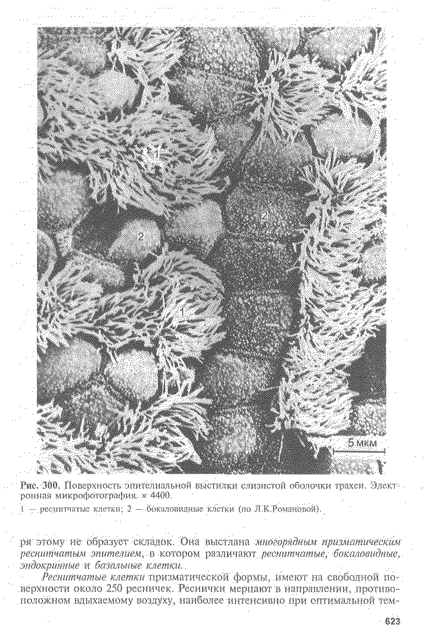 Рис. 300. Поверхность эгт гелиальной выстилки стшэтктой оболочки трахеи, Элект- >< ч . в их > 1( I > л >, мст л СТСТ...