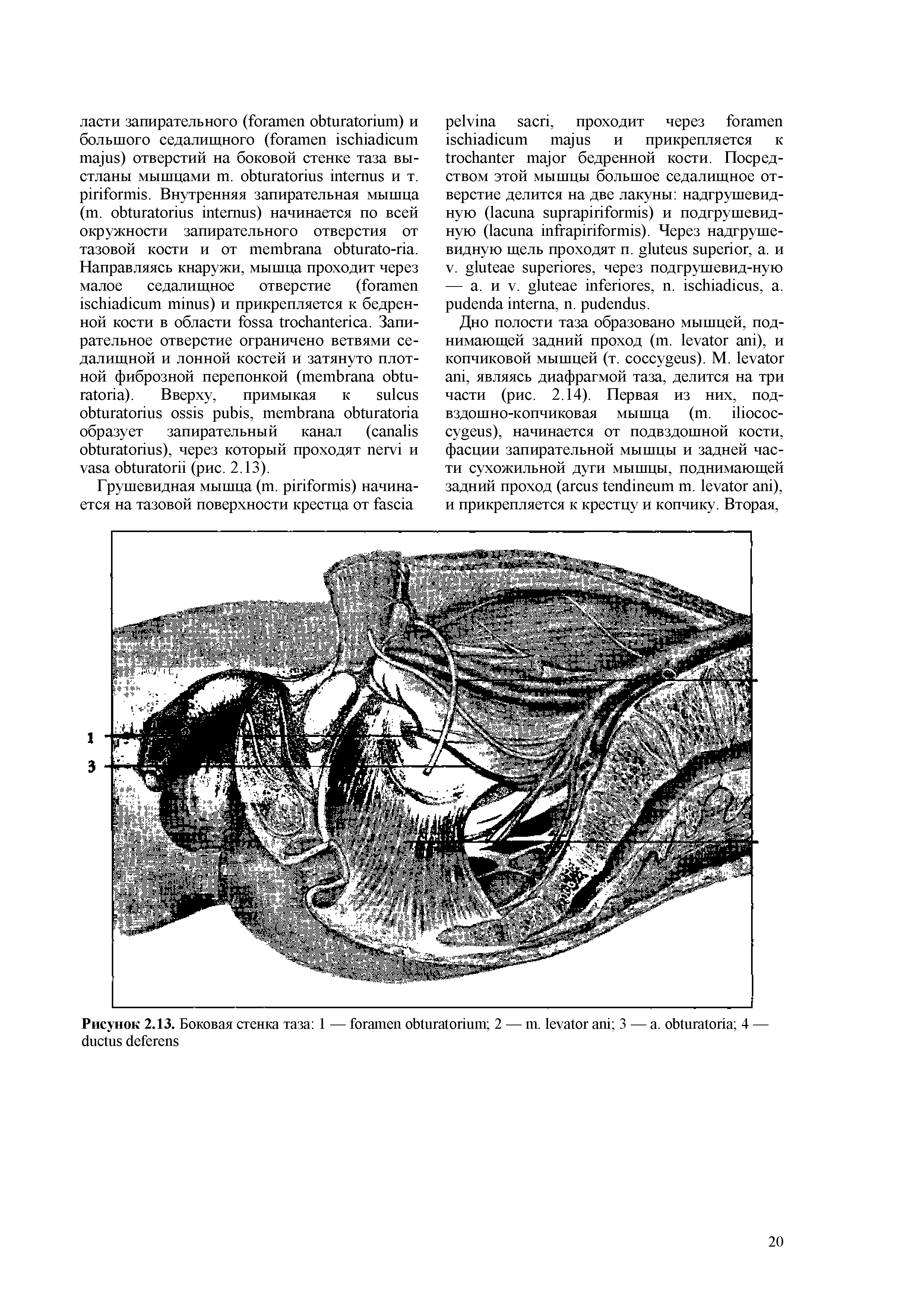 Рисунок 2.13. Боковая стенка таза 1 — 2 — . 3 — . 4 — ...