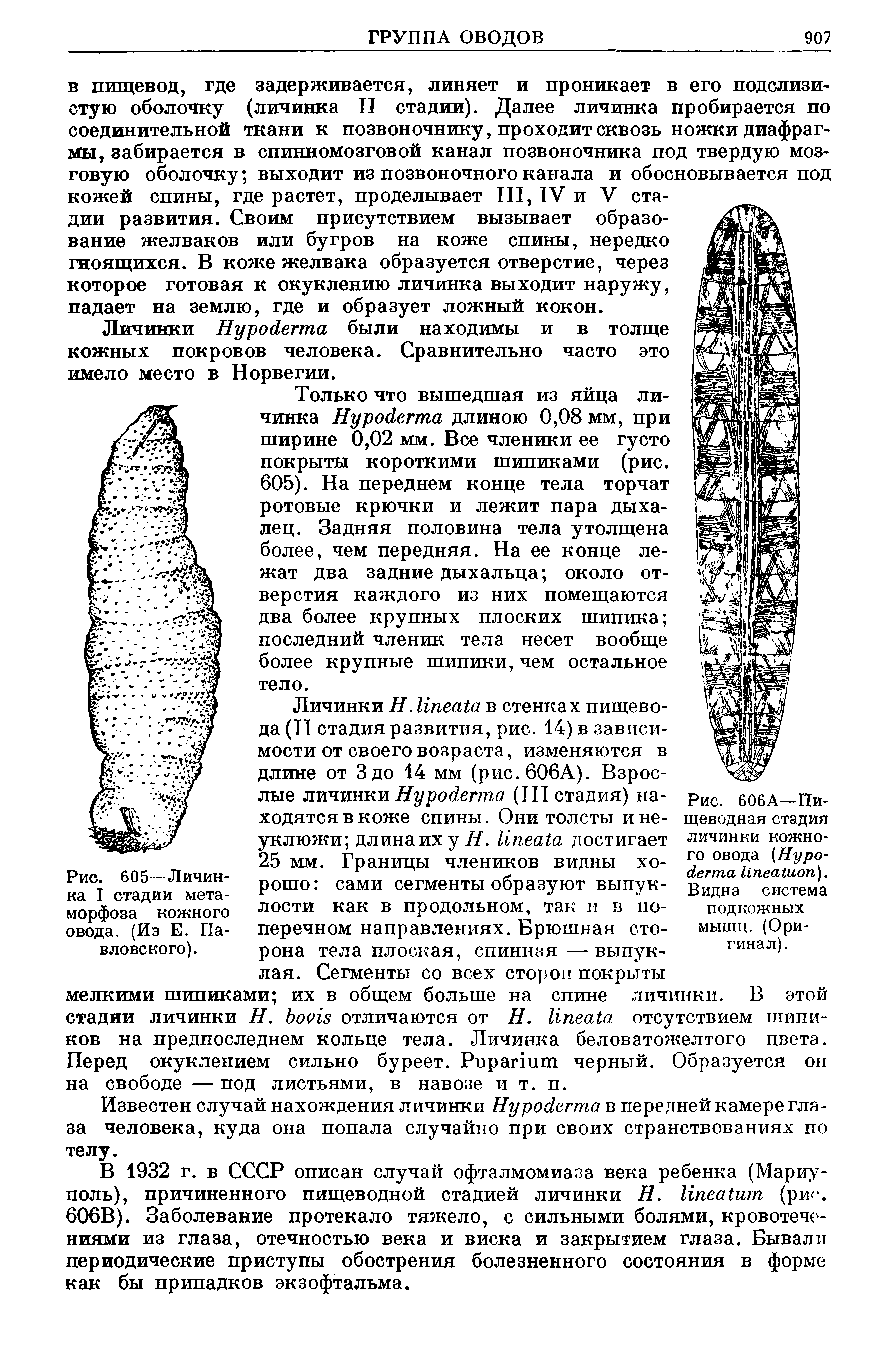 Рис. 606А—Пищеводная стадия личинки кожного овода (H ). Видна система подкожных мышц. (Оригинал).