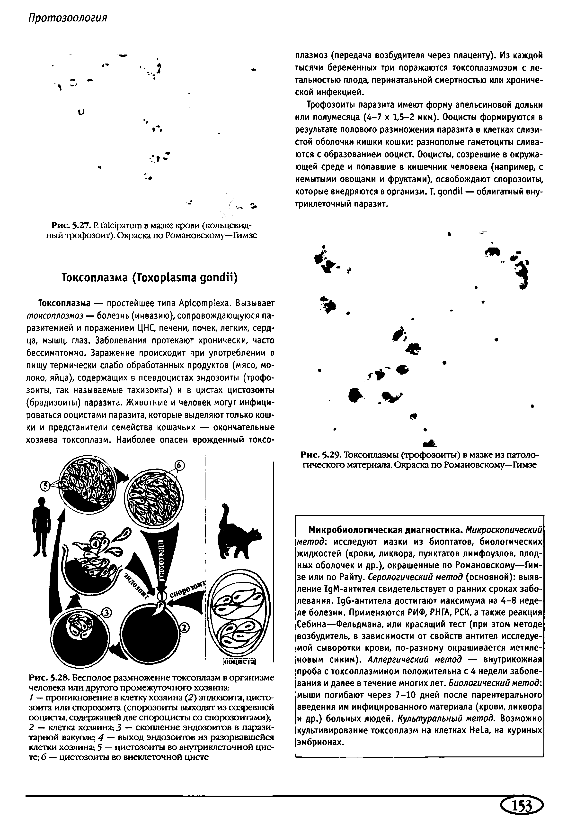 Рис. 5-29- Токсоплазмы (трофозоиты) в мазке из патоло-птческого материала. Окраска по Романовскому— Гймзе...