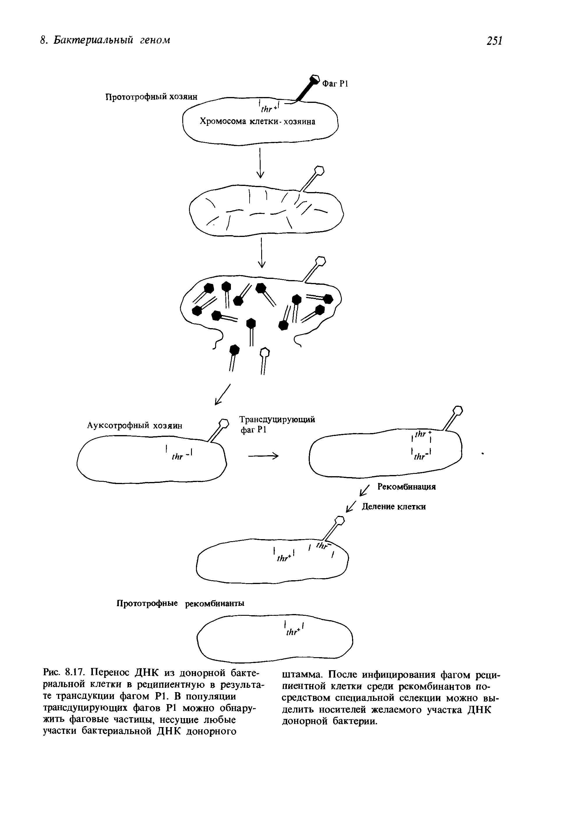 Рис. 8.17. Перенос ДНК из донорной бактериальной клетки в реципиентную в результате трансдукции фагом Р1. В популяции трансдуцирующих фагов Р1 можно обнаружить фаговые частицы, несущие любые участки бактериальной ДНК донорного...