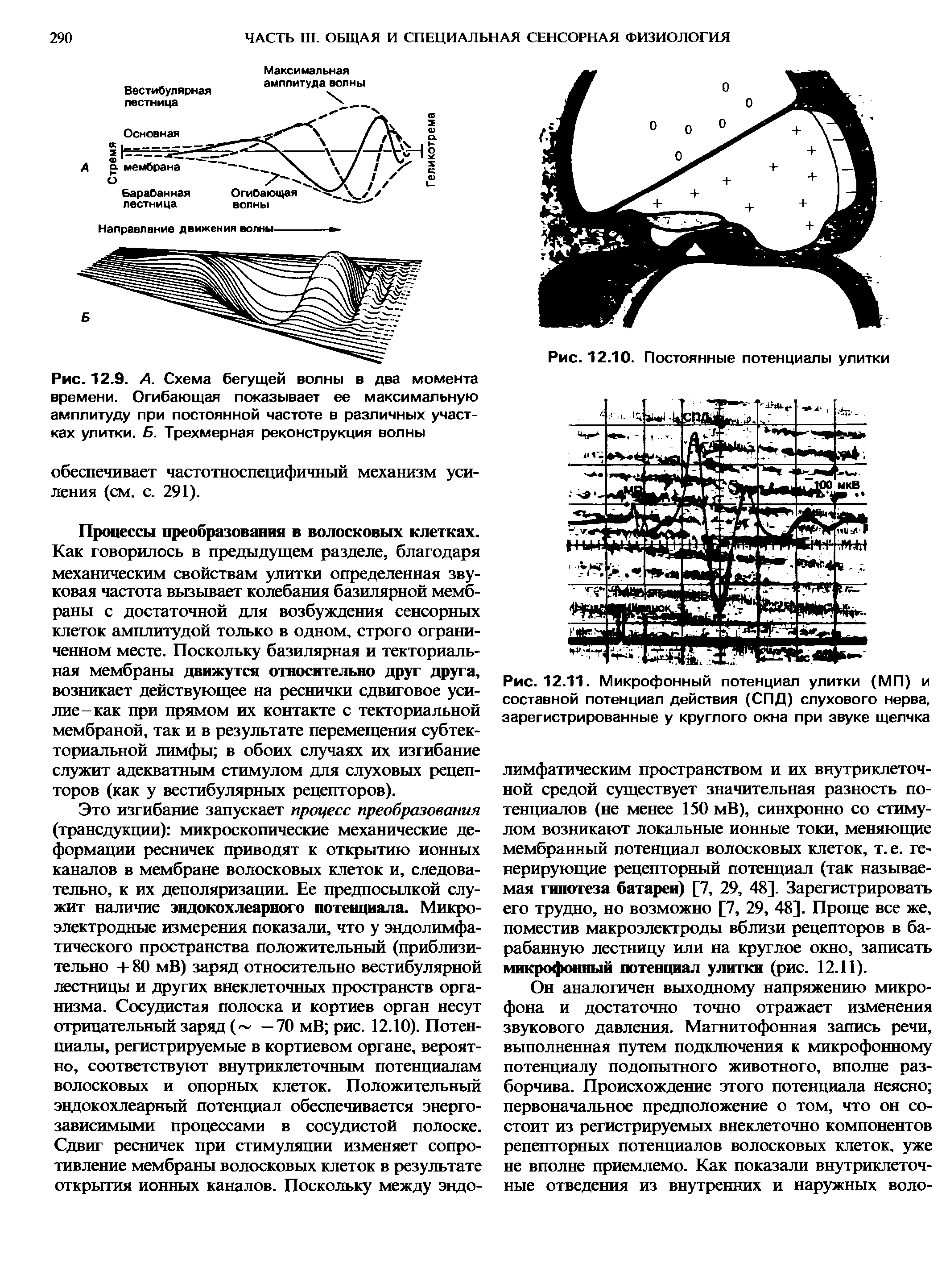 Рис. 12.9. Л. Схема бегущей волны в два момента времени. Огибающая показывает ее максимальную амплитуду при постоянной частоте в различных участках улитки. Б. Трехмерная реконструкция волны...