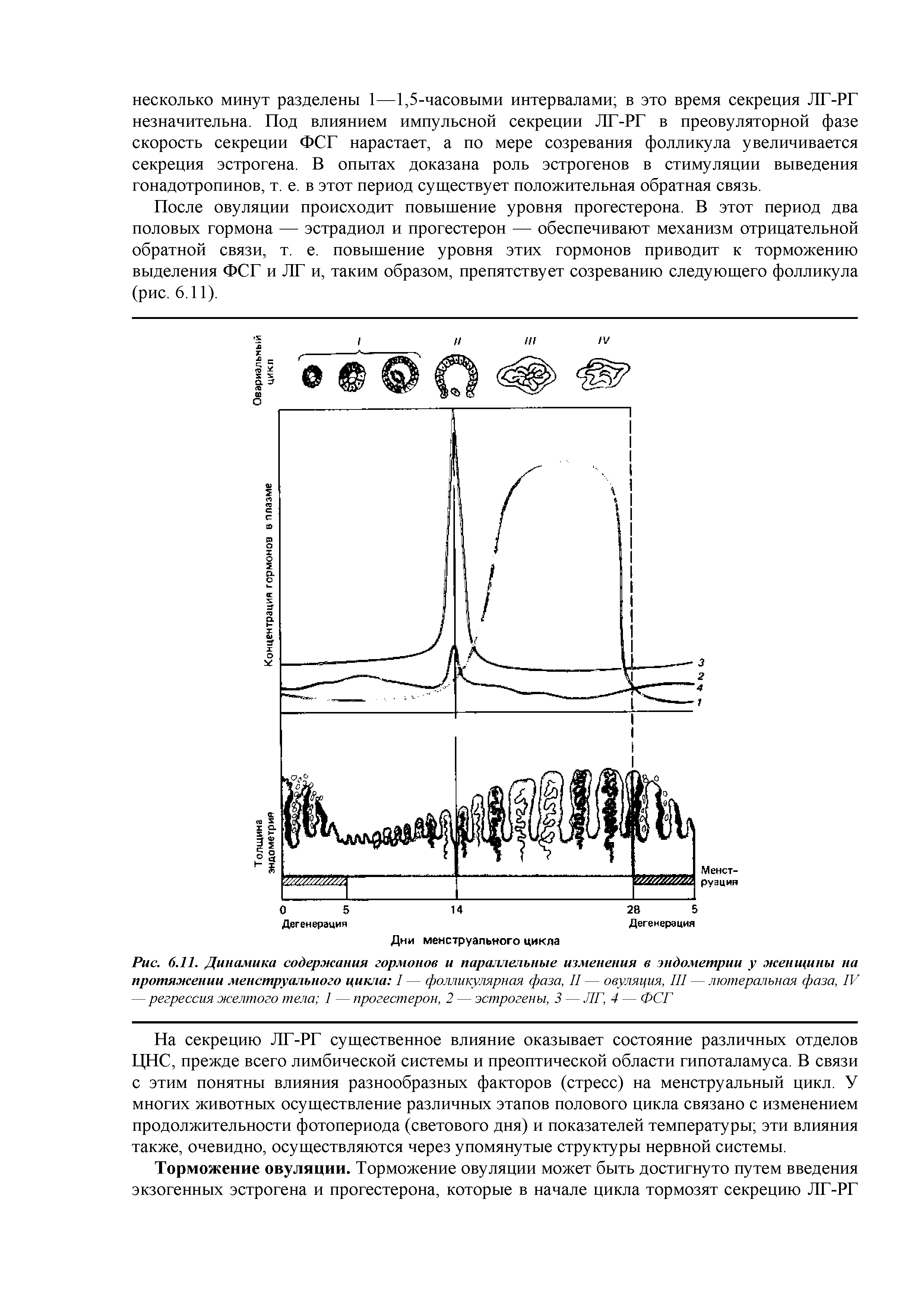 Рис. 6.11. Динамика содержания гормонов и параллельные изменения в эндометрии у женщины на протяжении менструального цикла I — фолликулярная фаза, II — овуляция, III — лютеральная фаза, IV — регрессия желтого тела 1 — прогестерон, 2 — эстрогены, 3 — ЛГ, 4 — ФСГ...
