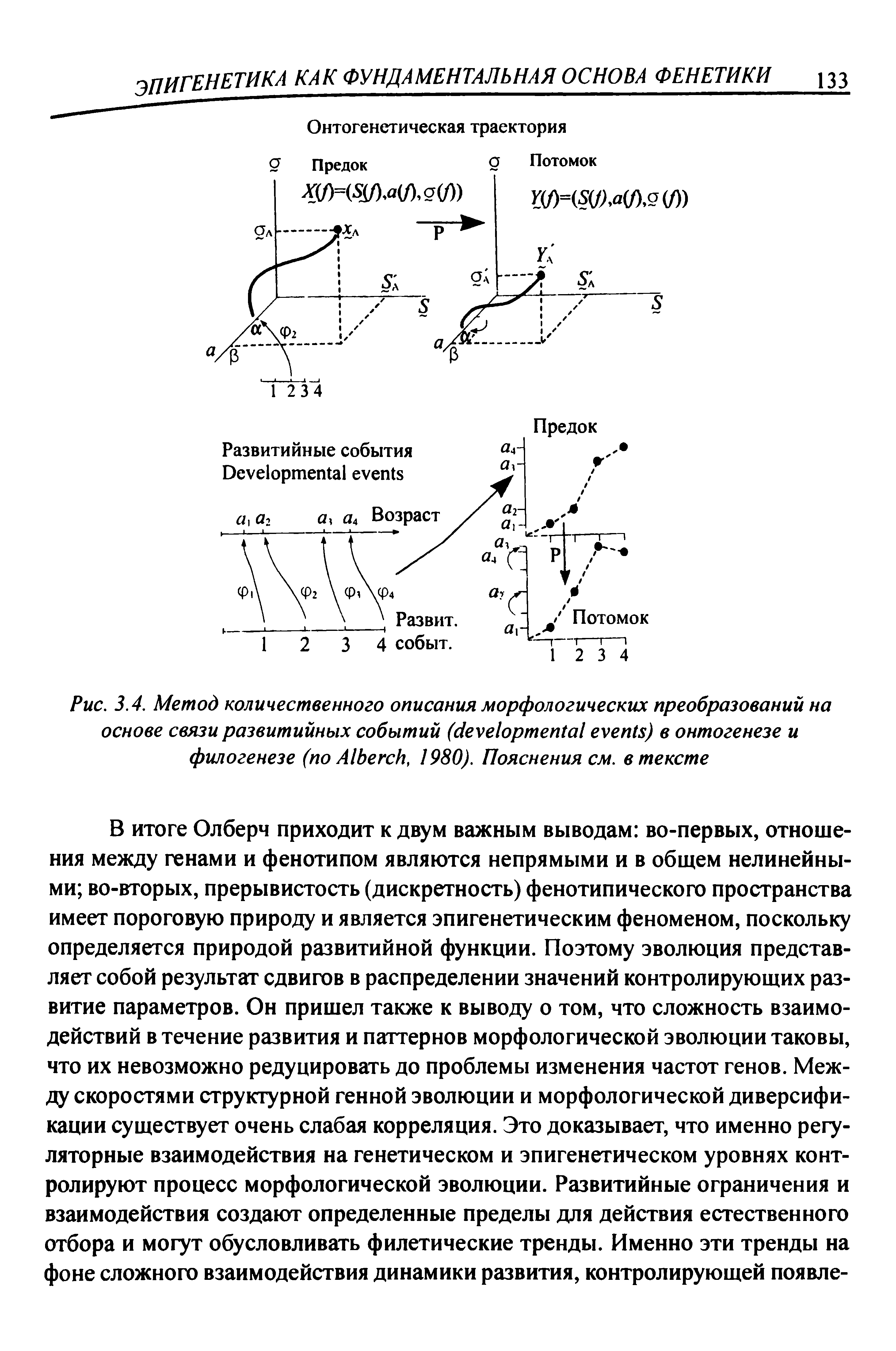 Рис. 3.4. Метод количественного описания морфологических преобразований на основе связи развитийных событий ( ) в онтогенезе и филогенезе (по A , 1980). Пояснения см. в тексте...