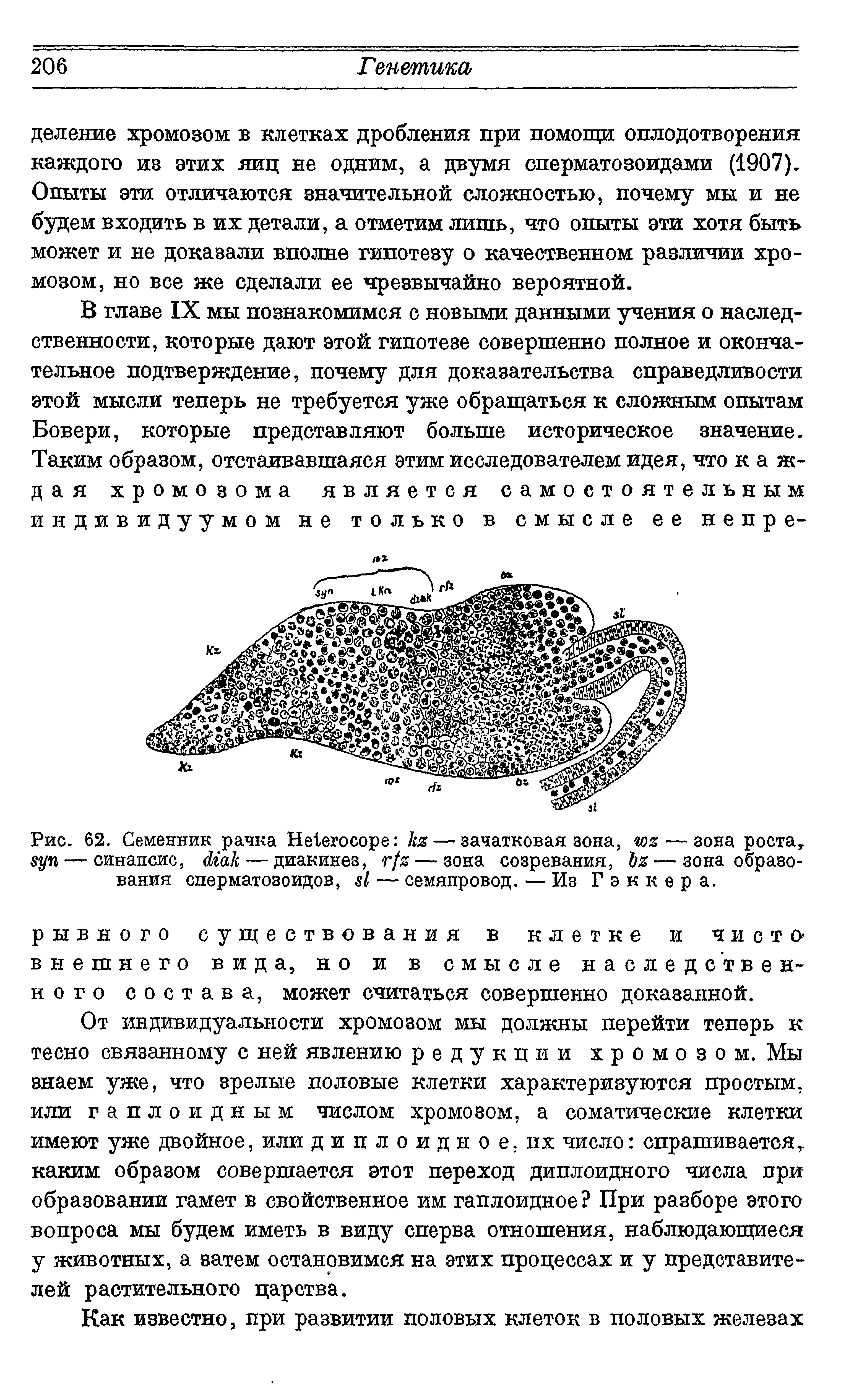 Рис. 62. Семенник рачка НеЬегосоре — зачатковая зона, — зона роста, зуп— синапсис, (Пак— диакинез, г/я — зона созревания, — зона образования сперматозоидов, 81 — семяпровод. — Из Гэккера.