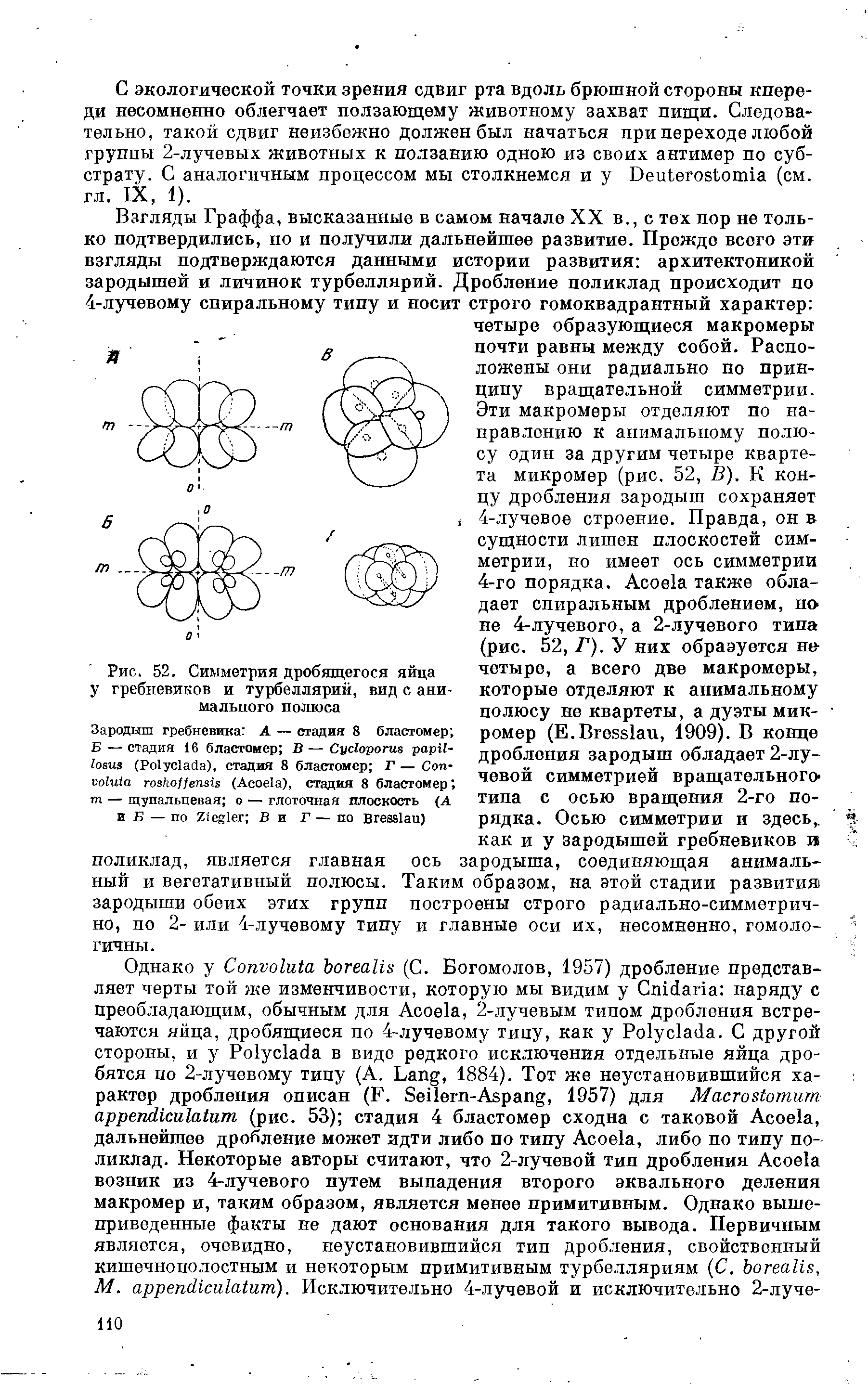 Рис. 52. Симметрия дробящегося яйца у гребневиков и турбеллярий, вид с ани-малыюго полюса...