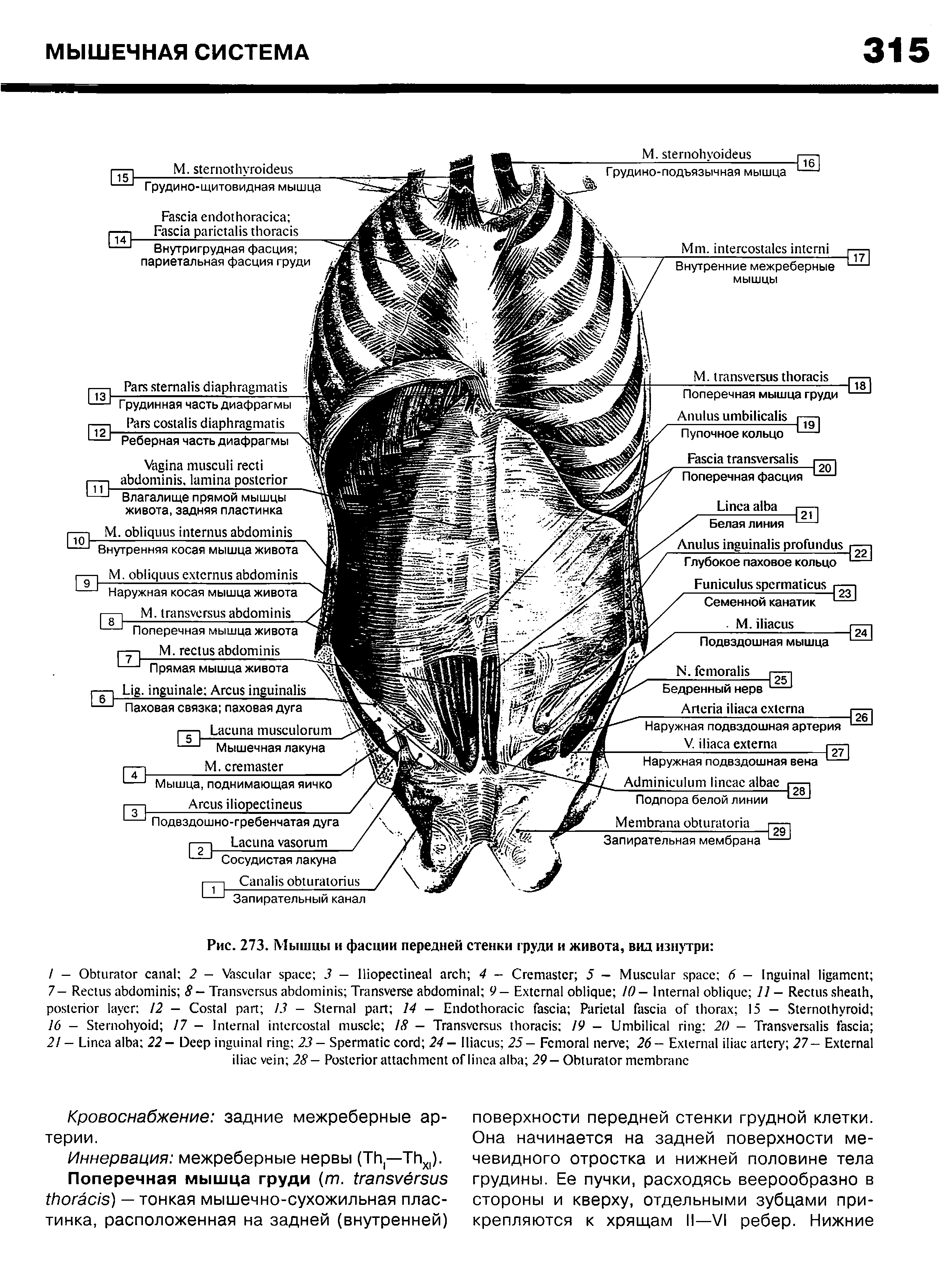 Рис. 273. Мышцы и фасции передней стенки груди и живота, вид изнутри ...