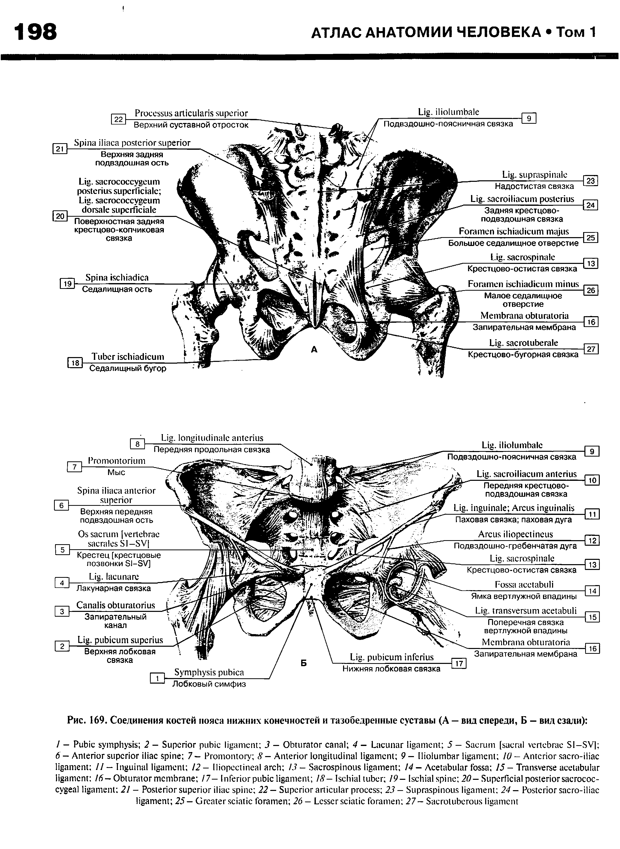 Рис. 169. Соединения костей пояса нижних конечностей и тазобедренные суставы (А — вид спереди, Б - вид сзади) ...