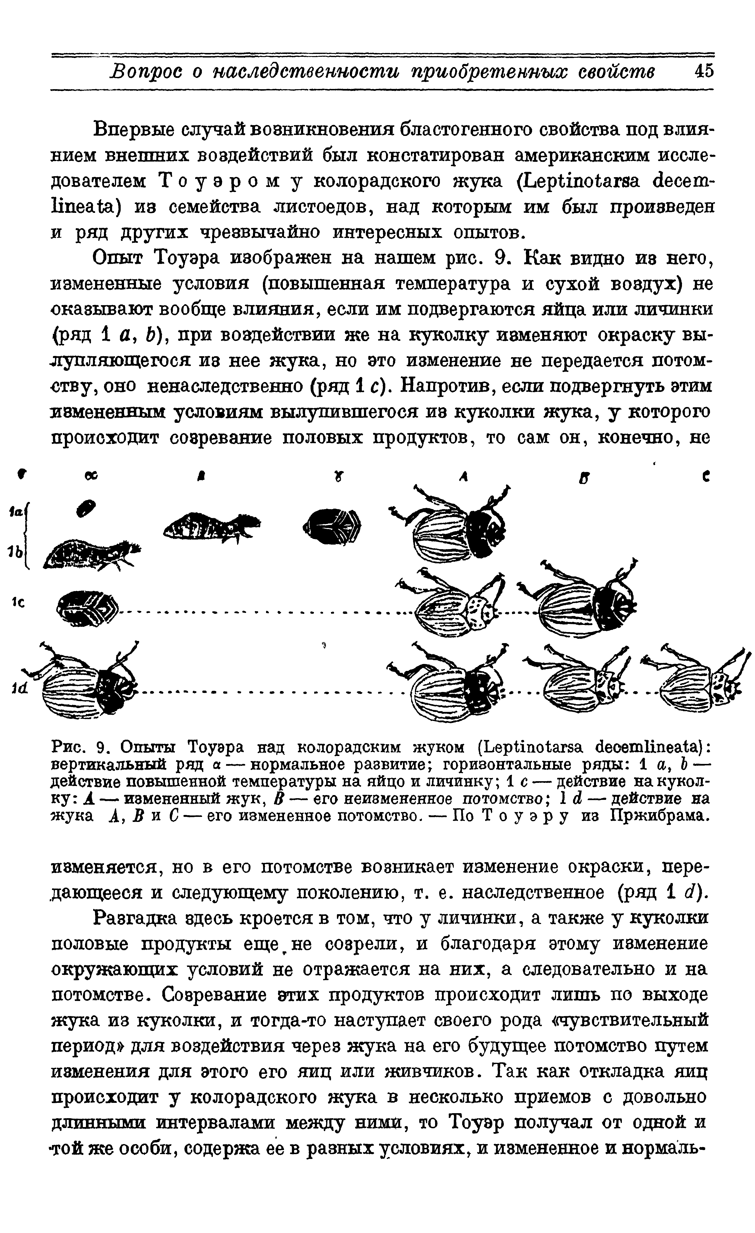 Рис. 9. Опыты Тоуэра над колорадским жуком (ЬерИг агэа (1еоеп1Ипеа1а) вертикальный ряд а — нормальное развитие горизонтальные ряды 1 а, Ъ — действие повышенной температуры на яйцо и личинку 1с — действие на куколку А — измененный жук, В — его неизмененное потомство 1 — действие на...